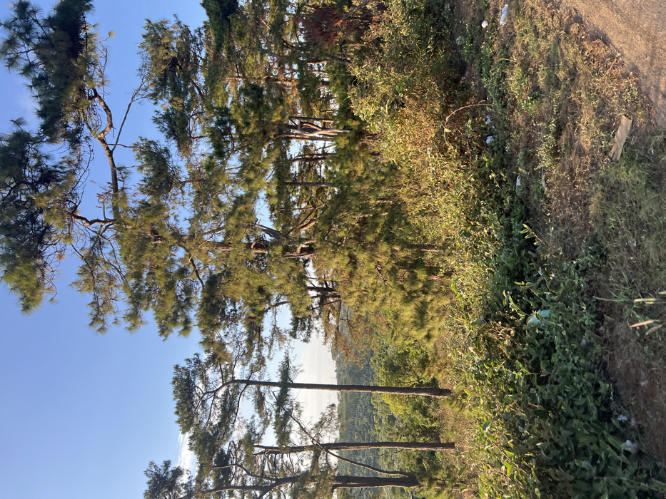 The image depicts an outdoor, natural landscape in Ea Ksô, Vietnam, under a clear blue sky. A dense cluster of tall coniferous trees, characterized by their slender trunks and green needle-like foliage, dominates the midground and extends into the background. The sunlight, appearing to originate from a low angle, illuminates the upper portions of the trees and the foliage, suggesting either early morning or late afternoon. Beyond the trees, a distant hilly or mountainous terrain covered in rich green vegetation is visible. The foreground features an uneven dirt surface mixed with patches of dry grass and scattered green shrubs. Several pieces of white plastic refuse and at least one piece of cardboard are visible on the ground amidst the foreground vegetation. No individuals or animals are present.