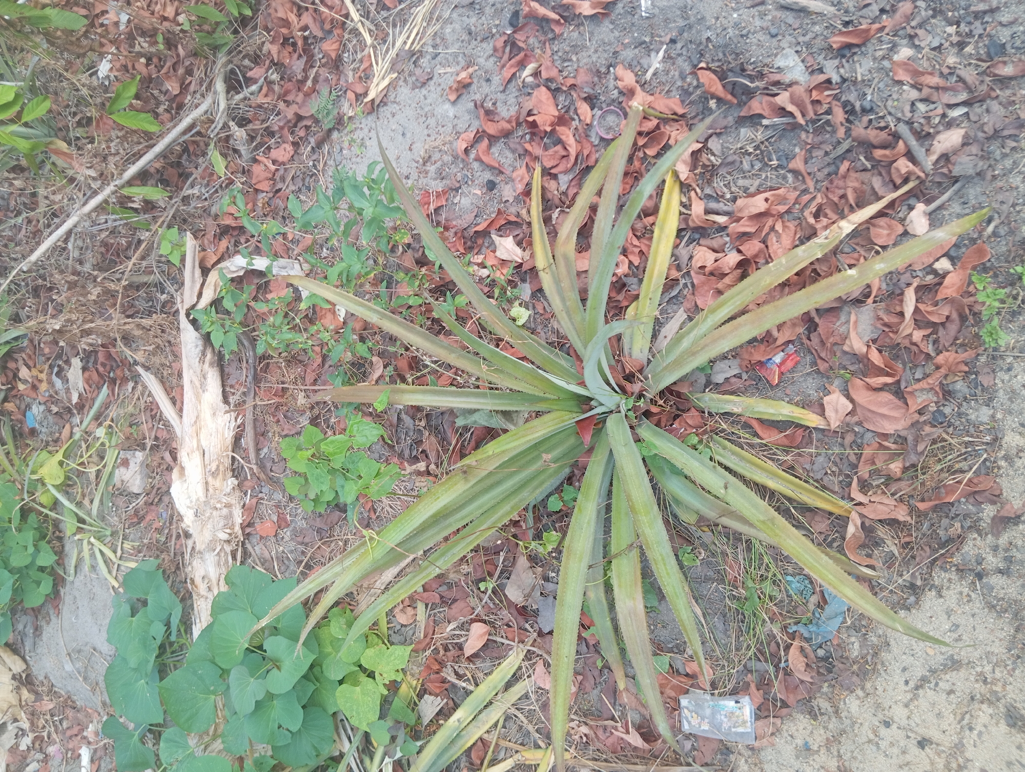 A pineapple plant with long, spiky green leaves is situated in a patch of dry earth, surrounded by fallen brown leaves. Other green plants and a piece of light-colored wood are also visible in the environment. The ground is composed of dirt, sand, and small stones. The overall scene suggests an outdoor, uncultivated area. No people or animals are present.