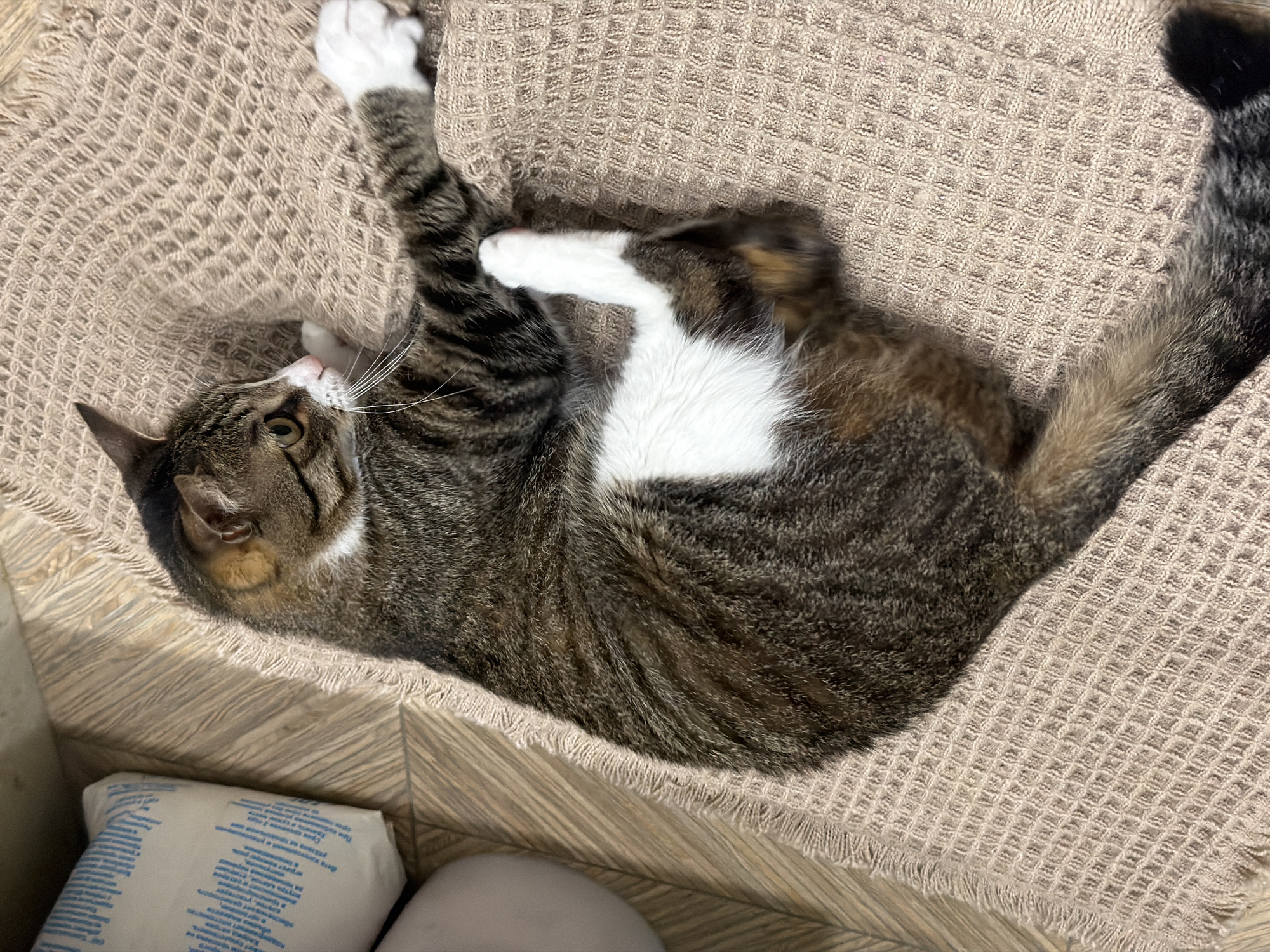 A tabby cat with white markings is lying on a textured beige blanket. The cat is curled up, with its front paws extended and one hind leg bent upwards. Its head is turned to the left, with its eyes open and looking off-camera. The background appears to be a floor with wooden planks and a white object with blue text. The scene is indoors.