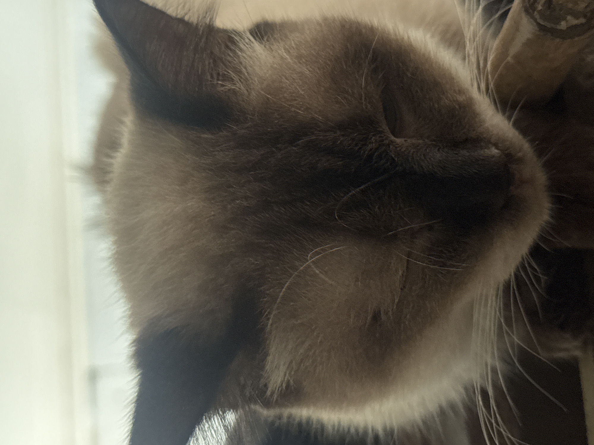 This is a close-up, eye-level shot of a Siamese cat sleeping. The cat's eyes are closed, and its head is resting on its paws. The cat's fur is a mixture of brown and cream colors, with darker brown markings on its ears and face. The background is out of focus, but appears to be a light-colored surface. There is no discernible information about the location in Davao City, Philippines within the image.