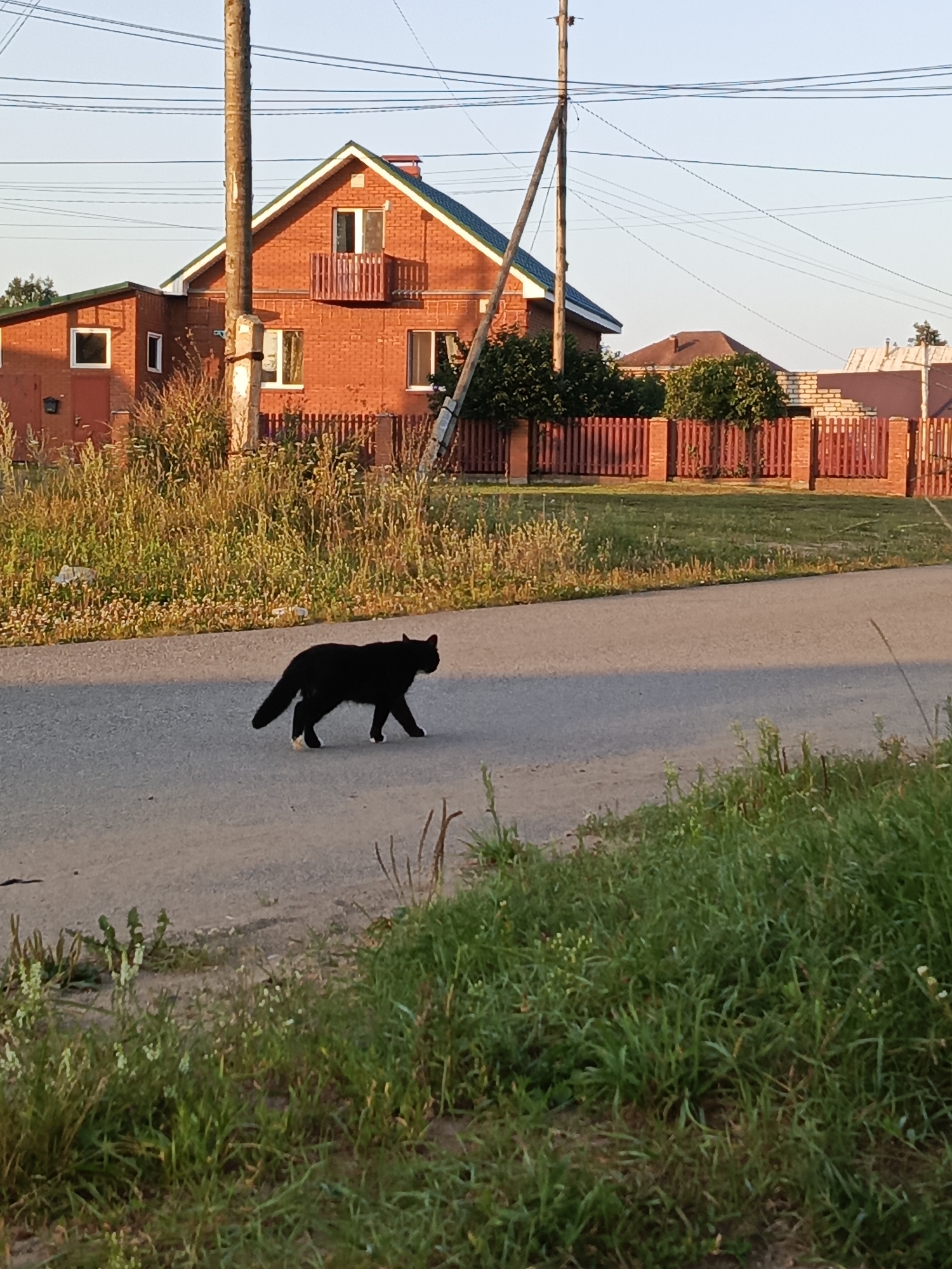 A black cat with white paws walks across an asphalt road in front of a red brick house with a green roof and a red wooden fence. The house has two stories, a balcony on the second floor, and several windows. A utility pole with numerous wires runs vertically in the center of the image, partially obscuring the house. The surrounding environment features overgrown grass and vegetation on the sides of the road and behind the fence. The sky is clear and blue, suggesting daytime. The scene appears to be in a rural or suburban area of Chaikovsky, Russia.