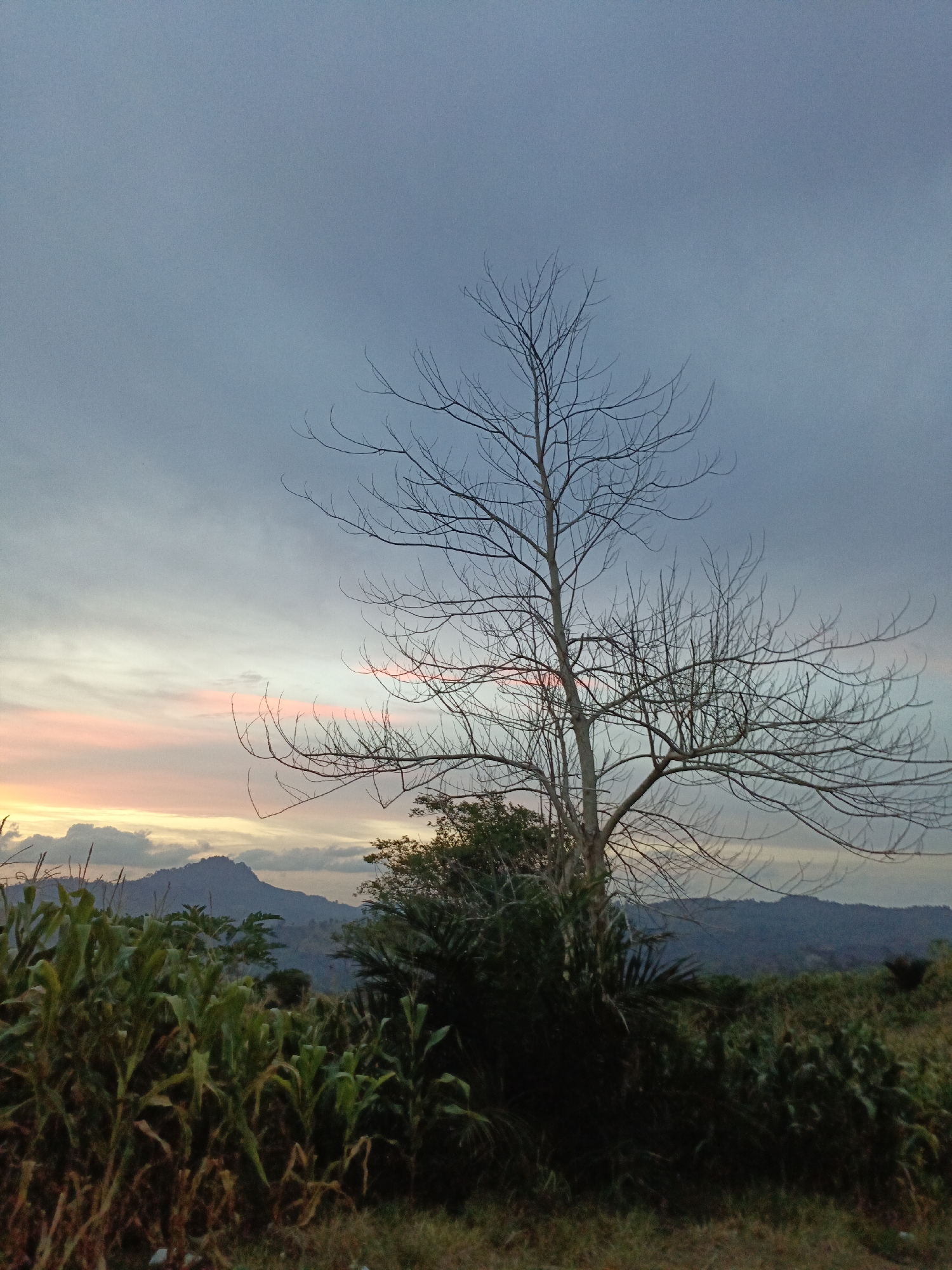 A wide shot captures a bare tree silhouetted against a dusky sky in a rural landscape. The sky is a gradient of pale blue to a soft pink and orange hue near the horizon, indicating either sunrise or sunset. The tree, leafless and intricate in its branching structure, stands prominently in the mid-ground, slightly off-center to the right. In front of the tree, a dense clump of green foliage, possibly corn stalks and other plants, grows in a field. Beyond the tree and foliage, rolling hills fade into the distance, partially obscured by the fading light. The overall impression is one of quiet and natural beauty at the edge of day.