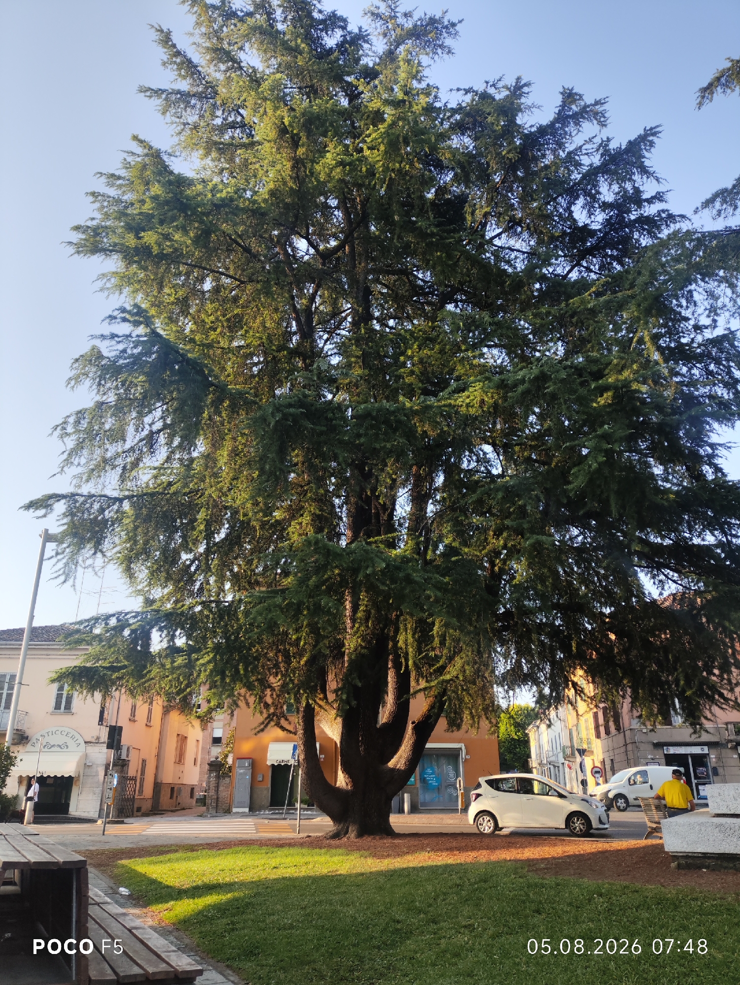 The image shows a large coniferous tree in a town square. The tree's branches hang low over a grassy area with a wooden picnic bench in the foreground on the left. Behind the tree, there are buildings with storefronts, including a "PASTICCERIA" (pastry shop) and a shop with a sign for "CARNE" (meat). A white car is parked on the street in front of the buildings, and a person wearing a yellow shirt stands near a bench on the right. The sky is clear and blue. The bottom of the image displays "POCO F5" and the date "05.08.2026 07:48." Based on the building signs and common street features, this location is likely in Collecchio, Italy.