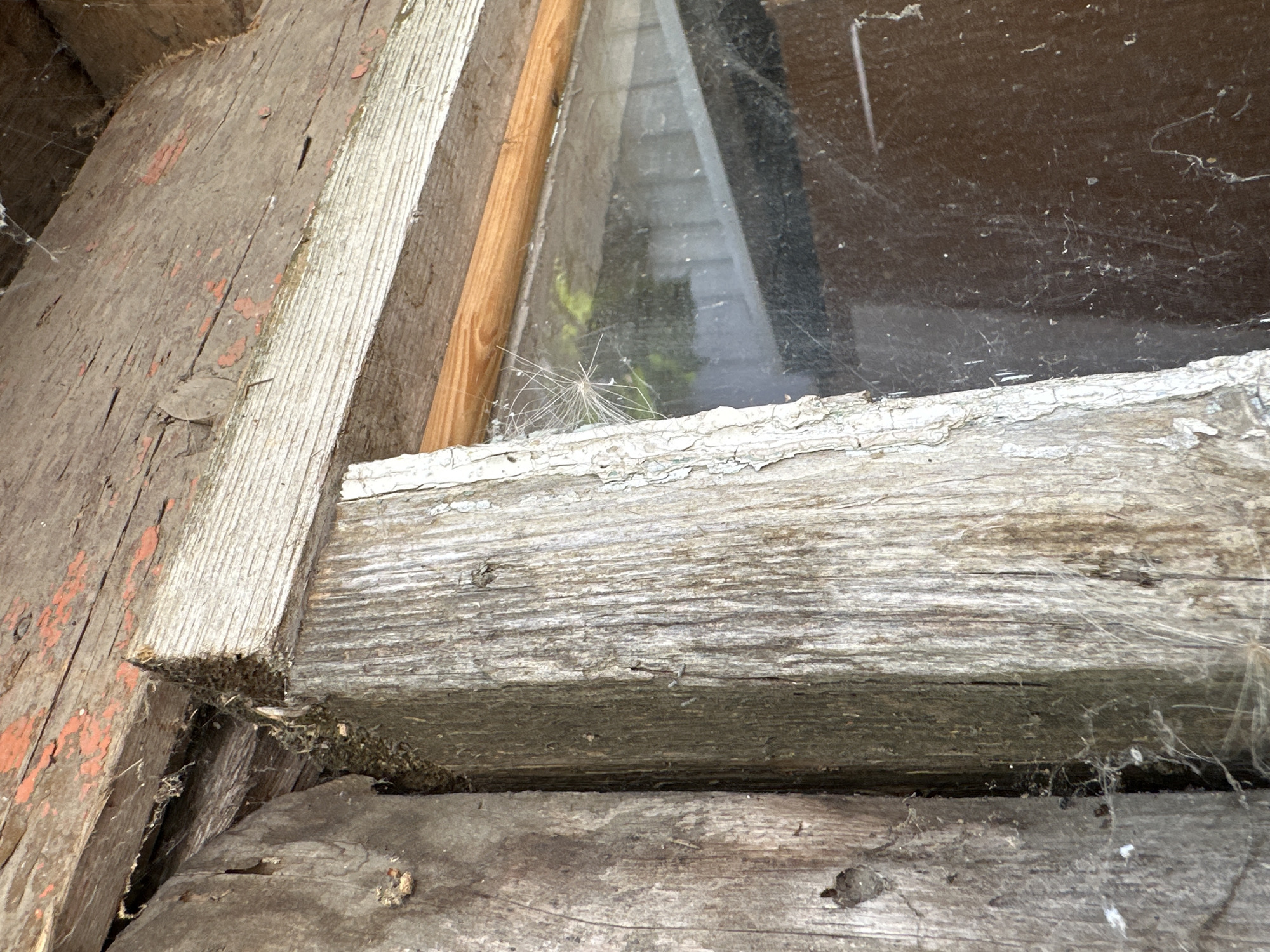 The image shows a close-up view of weathered wooden elements, possibly a window frame or door jamb, with visible signs of age and decay. The wood is rough-hewn and splintered, with peeling paint in some areas, revealing a reddish undercoat. Cobwebs are prevalent, indicating an undisturbed or neglected environment. A dried plant seed or dandelion parachute is caught in a web near a glass pane, which reflects some greenery. The overall impression is of an old, possibly abandoned structure. There are no people or discernible actions depicted. The scene is domestic in nature.