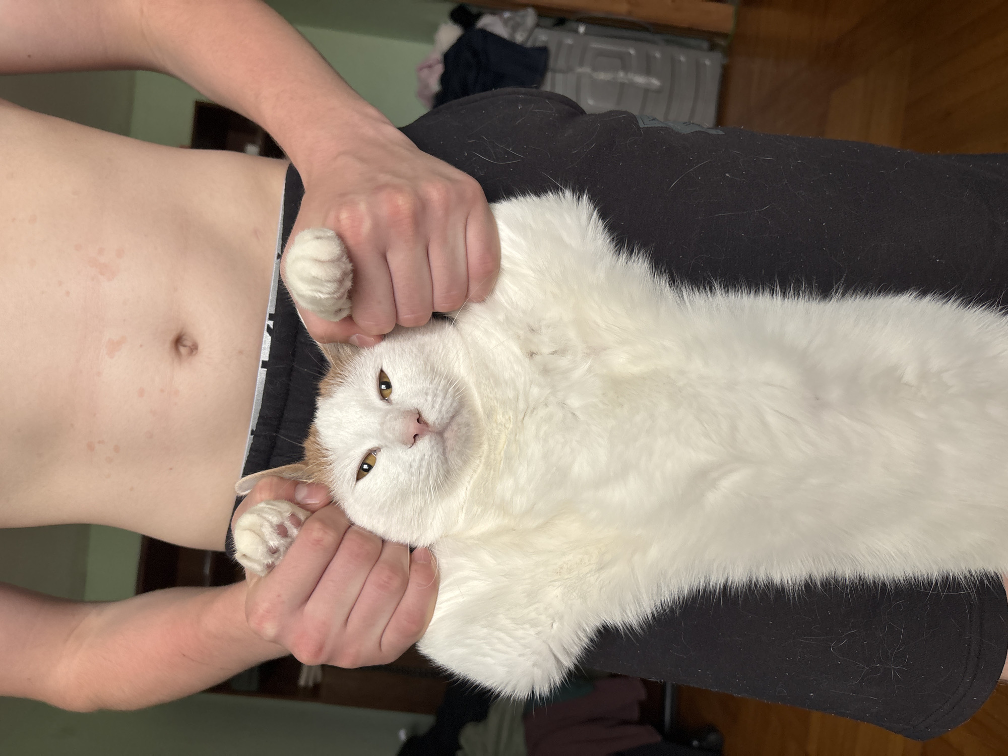 A person's torso, from the navel to the upper thighs, is visible, with their arms holding a white and orange cat horizontally in front of their lower abdomen. The person is wearing black shorts. The cat is largely white with an orange patch on its head, and its paws are extended upwards, with one paw held by the person's left hand and the other by their right. The cat's head is turned towards the viewer, with its eyes open and a neutral expression. The background is a blurry indoor environment with wooden flooring and furniture. The image is taken from a slightly low angle, looking up at the person and cat. There are no visible indicators of location in Murino, Russia.