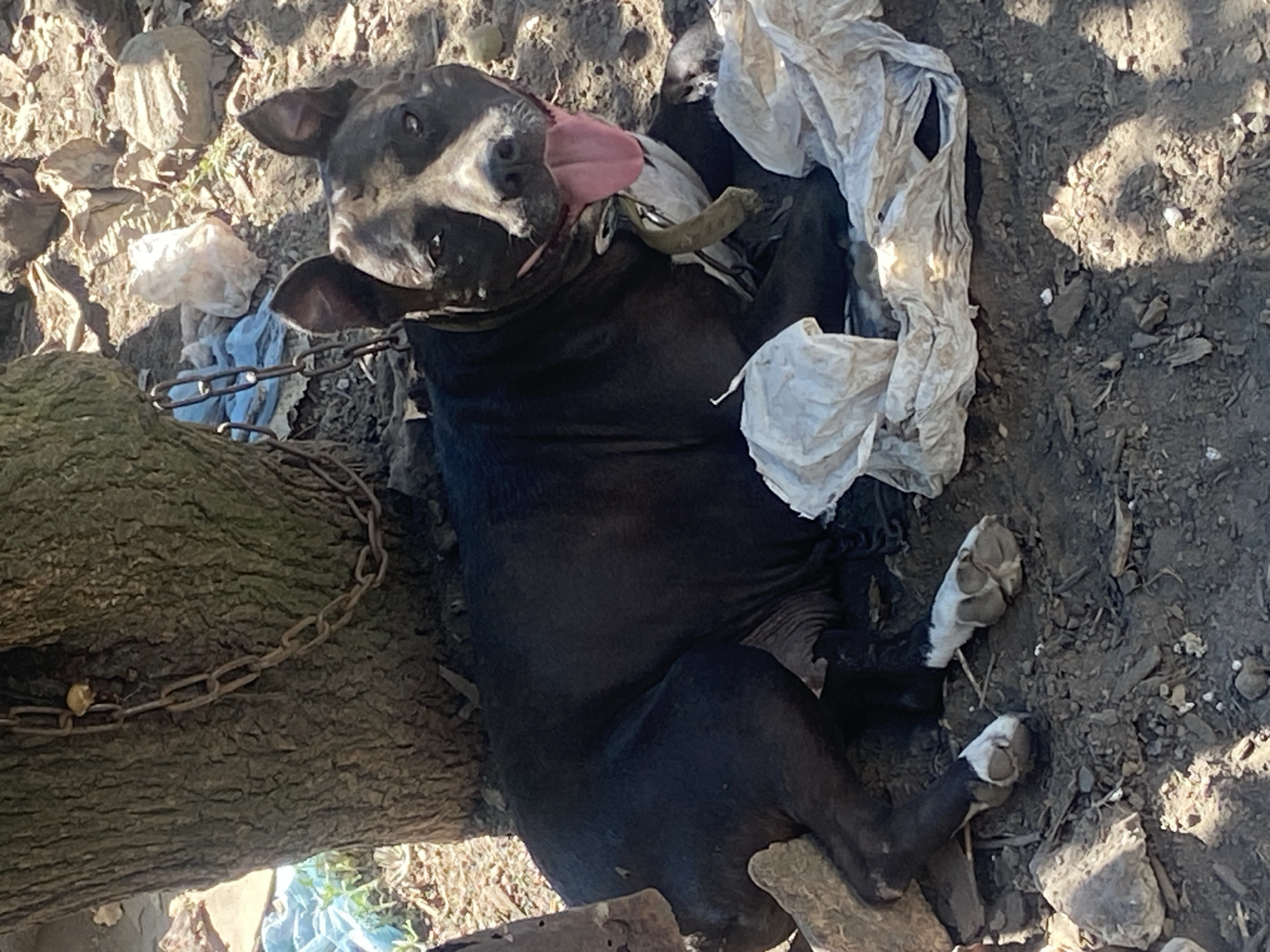 This media file depicts a black and white dog lying on its back in an outdoor setting. The dog's tongue is hanging out, and it appears to be panting or possibly distressed. It is lying on dirt and debris, with a thick chain wrapped around its neck and attached to a tree trunk to its left. White plastic bags are strewn around the dog, partially obscuring its body. The dog's paws are visible, with white markings on them. The lighting suggests it is daytime, with sunlight casting shadows on the ground. The overall scene is one of neglect and disarray, implying the dog may be chained up in an unkempt area. There is no visible text in the image.