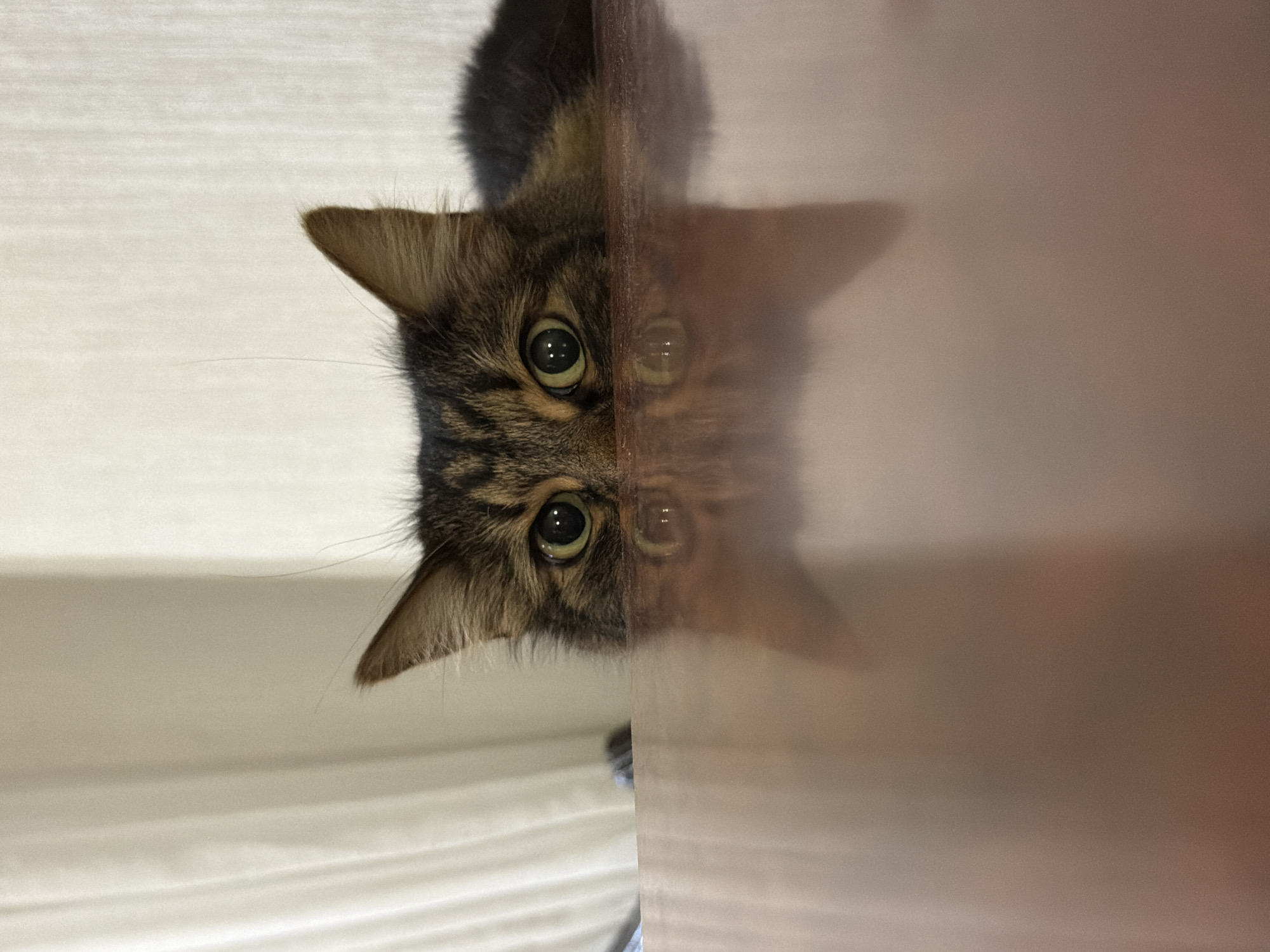 A brown tabby cat is peering through a narrow opening, possibly a partially closed door or cabinet. Its head is visible on the left side of the frame, with its eyes focused directly at the viewer. The right side of the image shows a blurred reflection or view through the opening, suggesting the cat is looking from one space into another. The background behind the cat on the left is a light, neutral color, possibly a wall or surface. The overall image has a curious and slightly playful feel. The specific location in the city of Unknown, Unknown, is not discernible from the image.