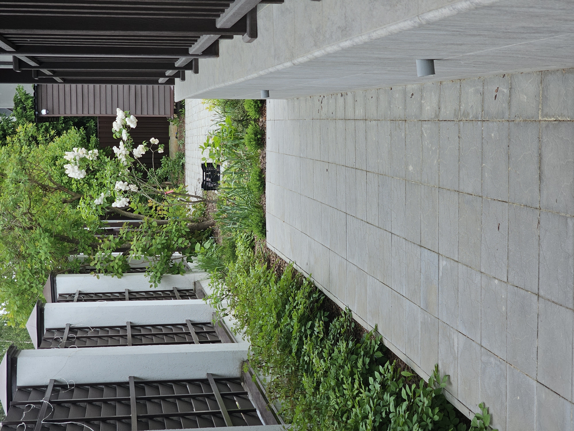 This image captures an outdoor scene featuring a paved pathway, lush garden, and various architectural elements, set in Березка Снт (красногорский Р-н), Russia.
In the foreground, on the left, a multi-tiered white building or fence structure with dark brown, lattice-like panels is partially visible, with white wires draped over some sections. Overhanging this structure is dense green foliage from trees and bushes.
Adjacent to this, running through the mid-ground, is a vibrant garden bed teeming with various green plants and shrubs. A prominent feature within the garden is a bush bearing numerous white flowers, likely roses. A black plastic crate is partially visible among the plants further back in the garden.
To the right of the garden, a light grey paved walkway, constructed from square tiles, stretches into the distance. Above the walkway, a concrete overhang or ceiling features small, grey cylindrical protrusions, possibly lighting fixtures or sensors.
In the background, on the left, a building with brown vertical siding is visible through the trees. Above this, a dark brown wooden pergola or trellis structure with horizontal beams frames the top of the scene.
The scene depicts a static outdoor environment under natural, diffused daylight, suggesting either an overcast day or a shaded area, as there are no strong shadows. No people or visible text are present. The overall impression is one of a well-tended garden and pathway within a residential or cultivated area.