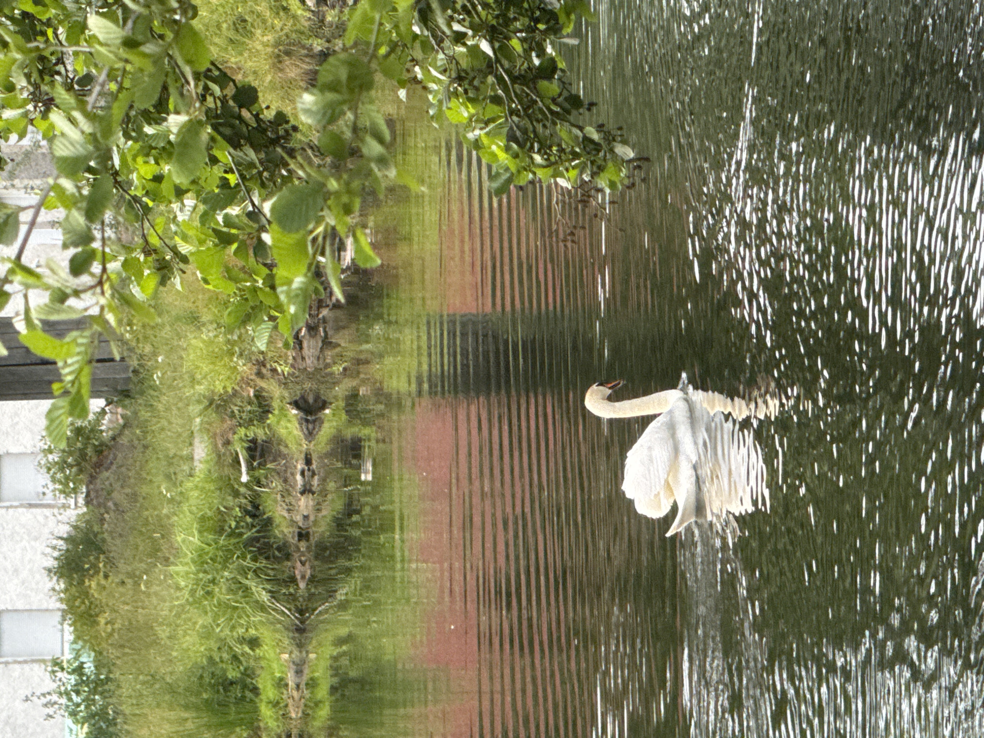 The image captures a serene lake with a solitary white swan gracefully navigating its waters. The swan, positioned in the lower right quadrant of the frame, is elegantly curved, its body a pristine white against the dark, rippling surface of the lake. Sunlight glints off the water, creating a textured, almost painterly effect.
In the background, a lush green embankment rises, densely populated with tall grasses and various types of foliage. A hint of human infrastructure is visible, with the tops of buildings peeking through the greenery. The buildings appear to be constructed from light-colored materials, possibly stucco or concrete, and feature simple window designs. A wooden post, likely part of a fence or structure, is also discernible.
Overhanging the scene from the top right is a cluster of vibrant green leaves and branches, adding a touch of natural canopy to the composition. The reflections of the surrounding environment are visible on the lake's surface, mirroring the verdant landscape and the muted tones of the buildings. The overall impression is one of tranquility and natural beauty, with a subtle integration of human presence.
The image is set in Friedrichroda, Germany, a town known for its picturesque natural landscapes and recreational areas. This specific location appears to be a tranquil spot, likely a park or a nature reserve within the town, where one can observe local wildlife like swans amidst the scenic beauty.