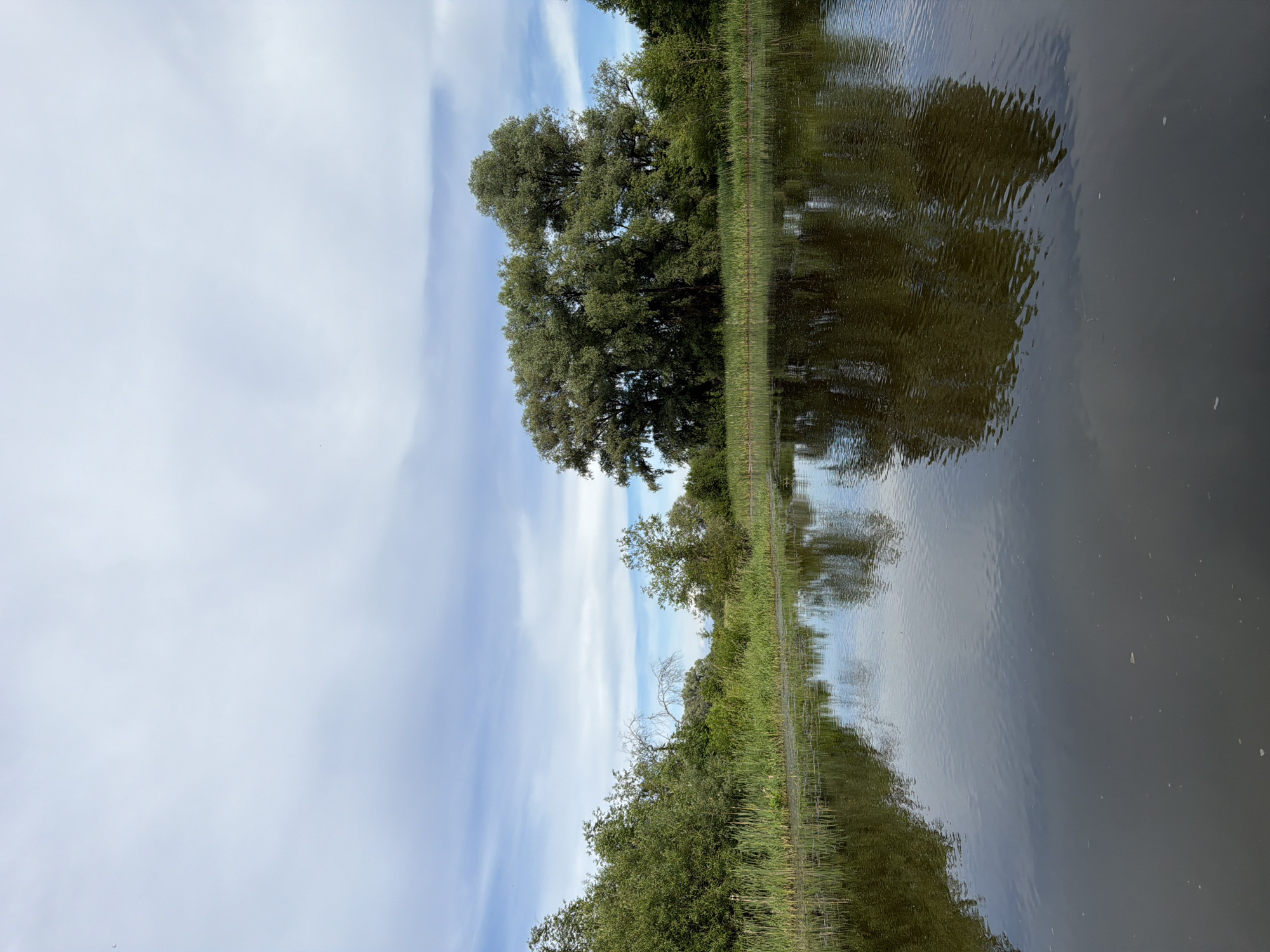 This is a vertical, eye-level, outdoor, daytime photograph taken in Garevaya, Russia. The image depicts a calm body of water in the foreground, reflecting the surrounding trees and the cloudy blue sky. Dense green foliage, including tall trees and reeds, lines the far bank of the water. In the center of the image, a cluster of large, leafy trees dominates the landscape, with their reflections clearly visible in the water. The sky is a pale blue with scattered white clouds. The overall scene conveys a peaceful and natural setting.