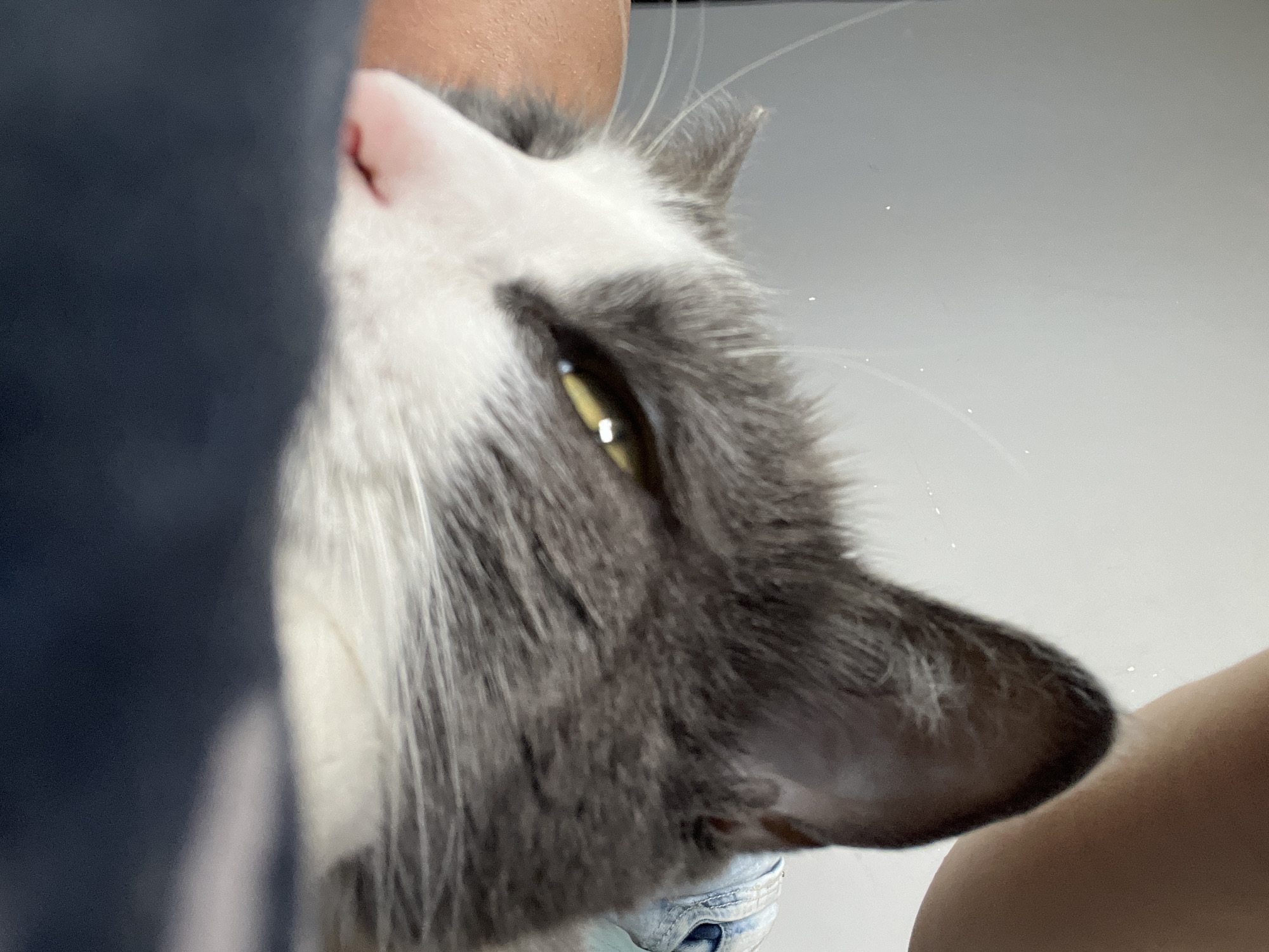 A close-up, low-angle shot shows the head of a domestic cat lying down, with its right ear and eye clearly visible. The cat has grey and white fur. Its right eye is a piercing yellow and is open, with its pupil dilated. The cat's pink nose is visible to the left of its eye. A person's hand and arm, with light skin, are visible behind the cat's head and ear. The background is a light grey wall, with some specks of light scattered across it, potentially dust particles. A dark blue fabric is in the foreground, partially obscuring the cat's lower face. The scene suggests a casual, indoor setting, likely a home in Ureki, Georgia.