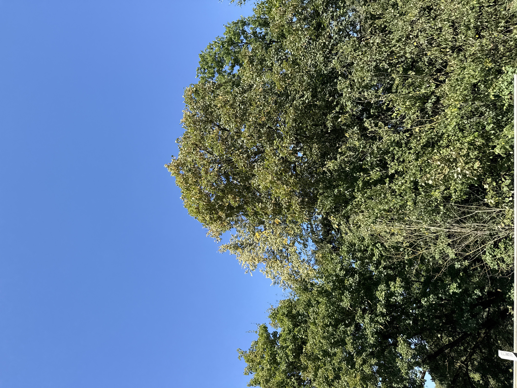 A low-angle, medium shot captures a segment of lush green trees against a clear, vibrant blue sky. The foliage is dense, with leaves appearing in various shades of green, and some trees showing hints of yellowing, possibly indicating the transition to autumn. The canopy dominates the upper portion of the frame, obscuring most of the sky. In the foreground, a white fence or barrier is partially visible at the bottom of the image, with some lettering that appears to read "RC". The image is shot outdoors, with natural lighting and no apparent signs of human activity beyond the fence. The scene suggests a park or wooded area within the city of Herzberg, Germany.