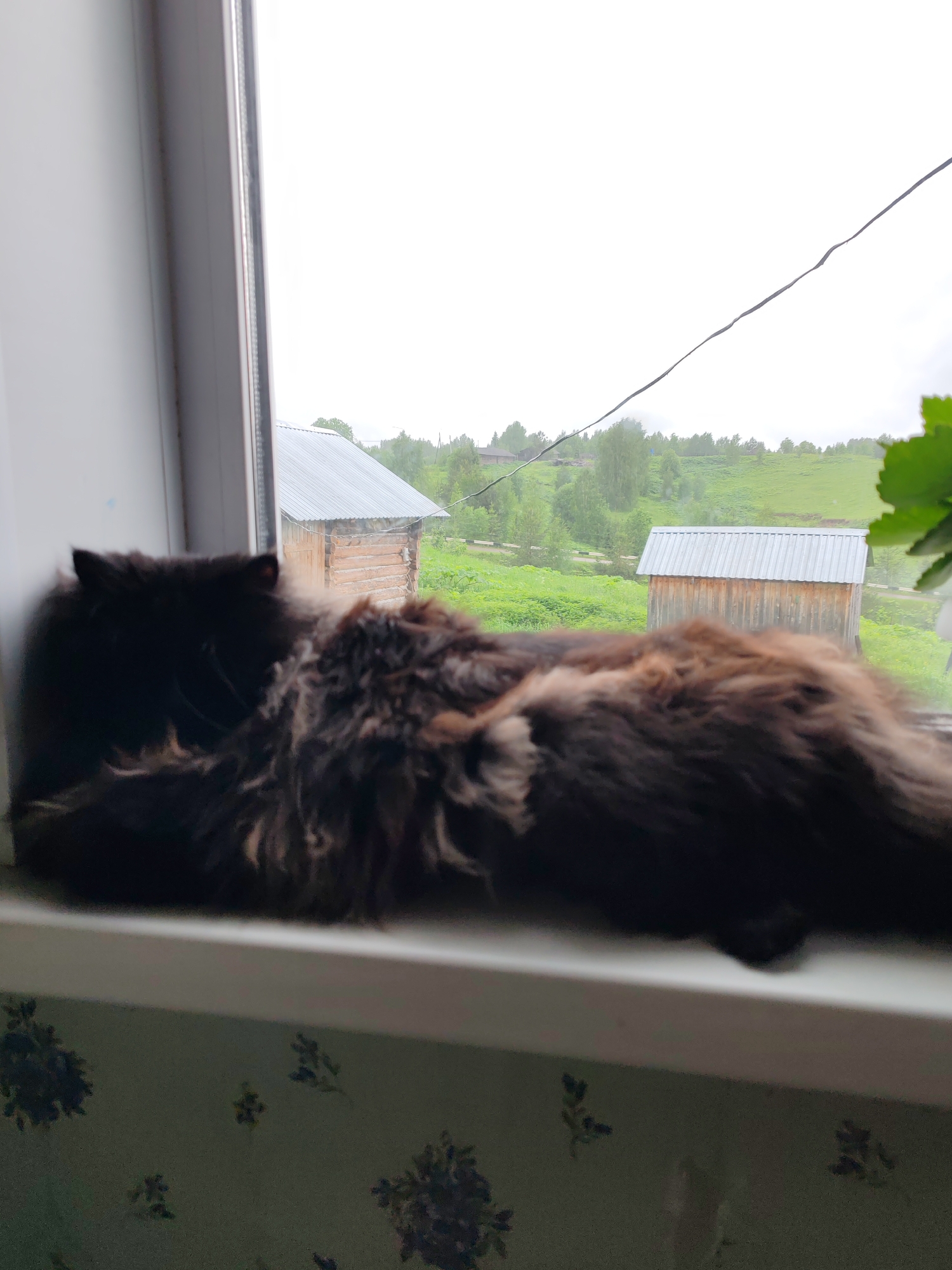 A fluffy, dark-furred cat is lying on a window sill inside a room. Outside the window, there is a view of a rural landscape in the city of Чухлэм, Russia. There are green fields, trees, and two small, wooden structures with metal roofs visible. An electrical wire runs across the top of the outdoor scene. The room has floral wallpaper.