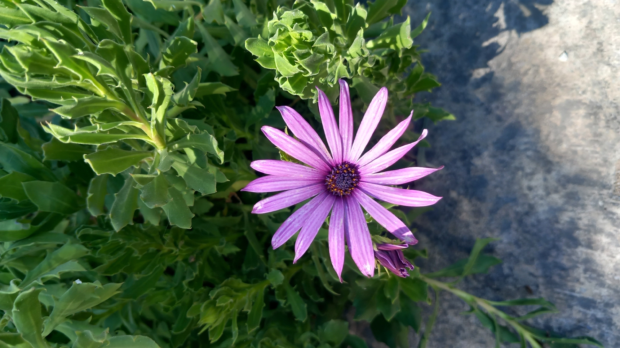 A single purple daisy-like flower with a dark center blooms prominently in the foreground of the image. Its petals are elongated and pointed, with a subtle gradient of color. To the left of the main flower, a closed bud of the same species is visible. The flower is surrounded by lush green foliage, which fills the upper portion of the frame. The foliage exhibits a variety of leaf shapes and textures. The lower part of the image shows a rough, textured surface, likely concrete or stone, with shadows cast upon it, suggesting an outdoor setting. The overall scene is natural and appears to be captured in a garden or park environment. The image does not contain any people or specific identifiable landmarks within the city of Kos, Greece.