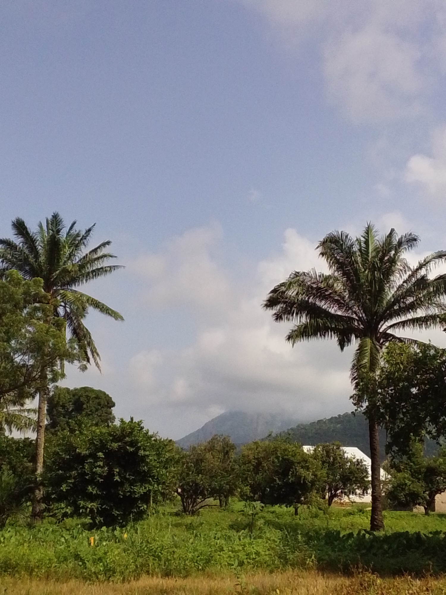 The image depicts a rural landscape scene, likely in the city of Serti, Nigeria. In the foreground, lush green vegetation dominates the lower half of the frame, with tall grass and various bushes. Two prominent palm trees are visible, one on the left and another on the right, both with their fronds spread against a partly cloudy sky. In the mid-ground, a collection of dense trees and foliage are present. A white, modern-looking building with a distinct roofline is situated amidst the greenery, partially obscured by trees. In the background, a large, mist-covered mountain or hill rises, its slopes covered in dense forest. The sky is a light blue with scattered white clouds, suggesting daytime. There are no people or animals visible in the image. The scene is tranquil and natural, with a touch of human development in the form of the building.