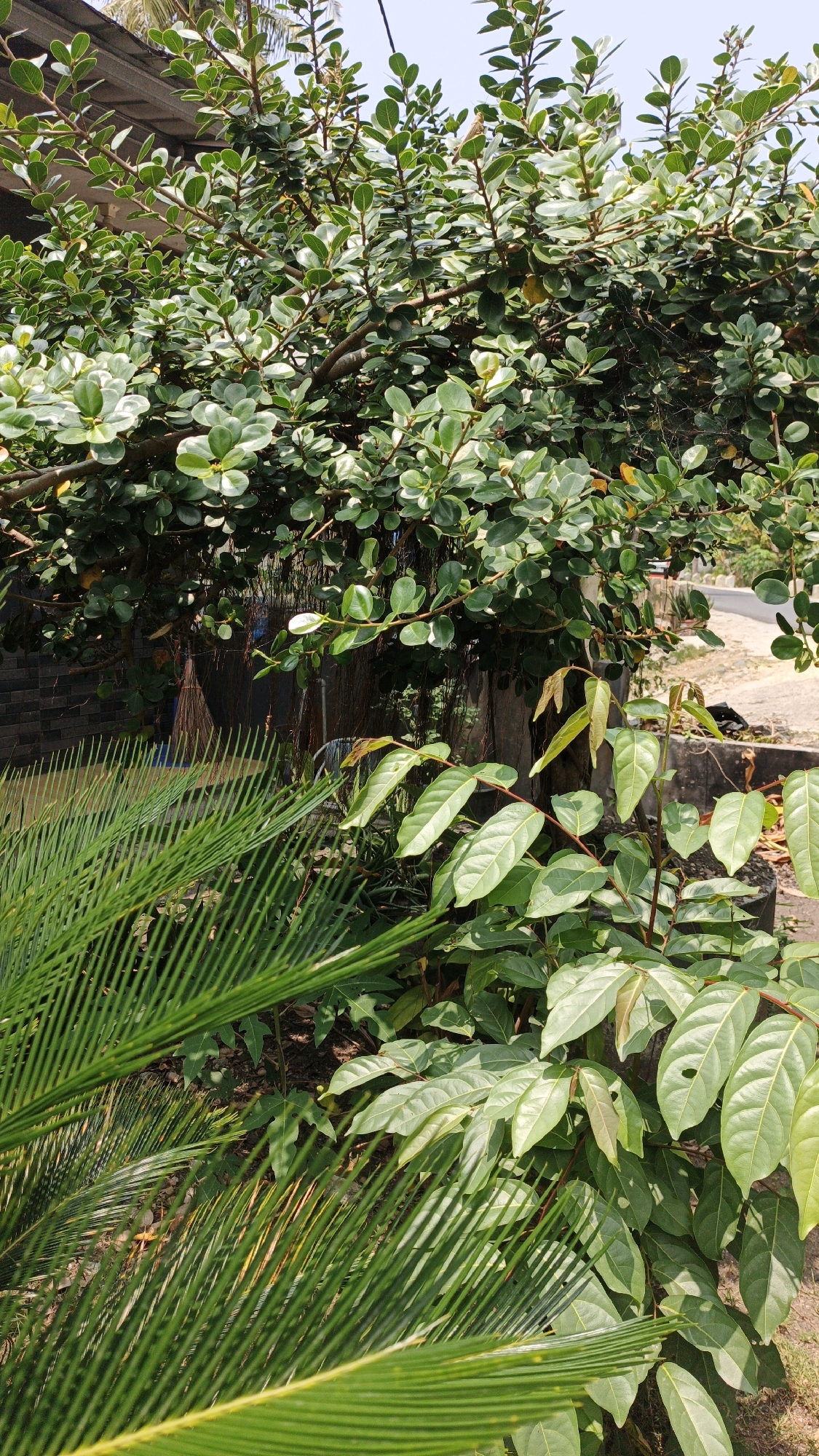 A medium shot captures an outdoor scene dominated by lush green foliage, suggesting a tropical or subtropical environment. In the foreground, a frond of a cycad plant with its characteristic linear leaves is prominently featured on the left. To the right of the cycad, a different plant with broader, oval-shaped leaves in various shades of green, some appearing newly grown and lighter in color, stands out.
Behind these plants, a dense canopy of a tree with smaller, rounder, glossy green leaves fills the upper portion of the frame. Branches of this tree crisscross, creating a textured overlay. Hanging aerial roots are visible beneath the canopy, adding to the natural, somewhat untamed aesthetic.
In the mid-ground, hints of human presence and infrastructure are discernible. A broom leans against what appears to be a dark, textured wall, possibly brick or stone. Further back, the edge of a paved surface and a section of a road are visible, suggesting proximity to a residential or public area. A dark, amorphous object, possibly a discarded bag or piece of fabric, lies on the ground near the road. The sky above is a clear, light blue, indicating a sunny day.
The overall impression is of a vibrant, natural setting within a developed area, characteristic of a place like Cintaratu, Indonesia, where tropical vegetation often intertwines with human habitation. No people are visible in the image.