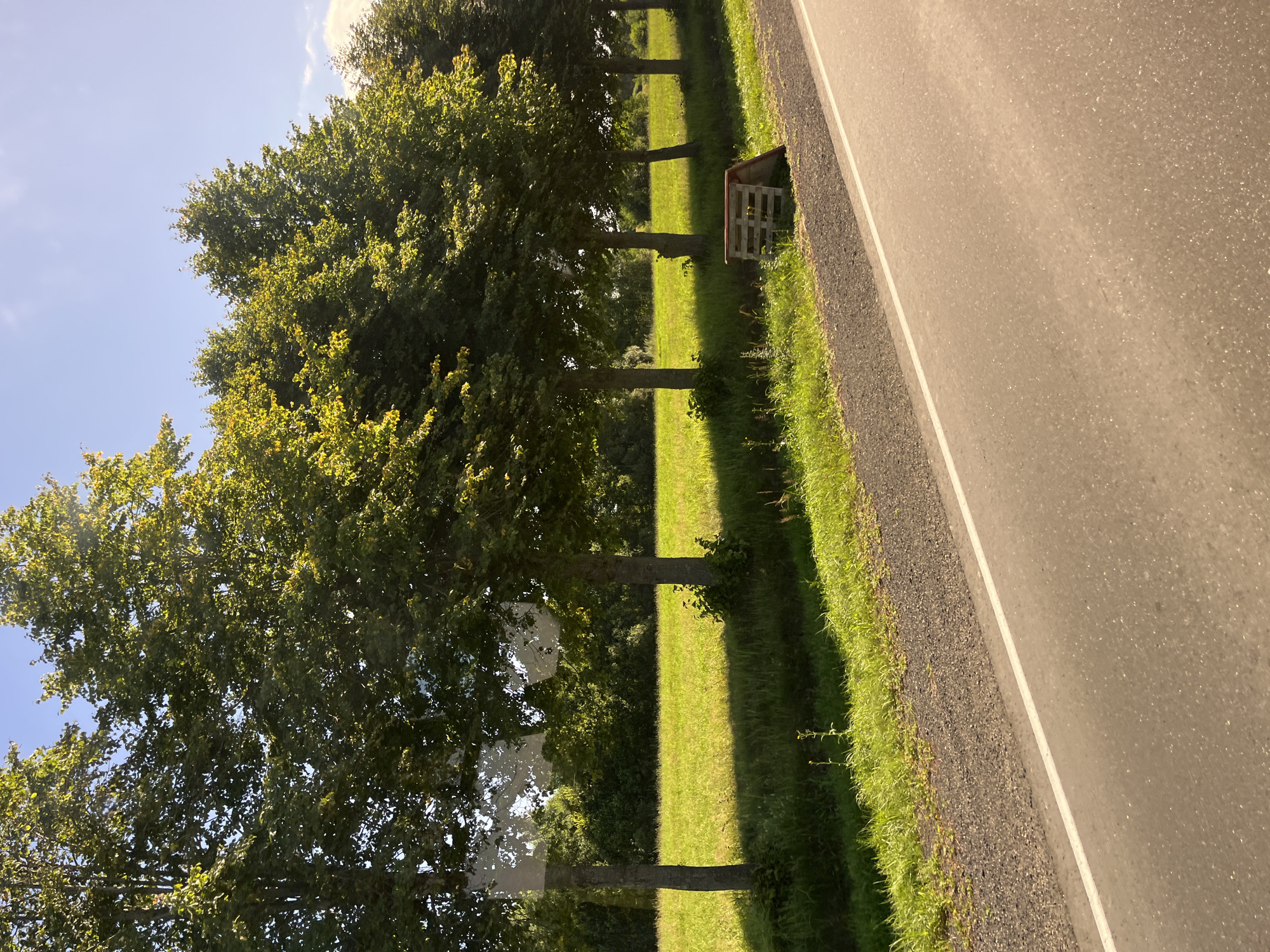 The image depicts a roadside scene with a row of deciduous trees lining a grassy field. The trees have full green canopies, some illuminated by sunlight. The field is lush and green, with long shadows cast across it from the trees. In the foreground, there is an asphalt road with a white line marking its edge. To the right of the road, near the trees, a wooden pallet structure is visible. The sky above is clear and blue with a few wispy clouds. The environment suggests a rural setting, likely in the countryside. The location is specified as Юнькаўскі сельскі Савет, Belarus.