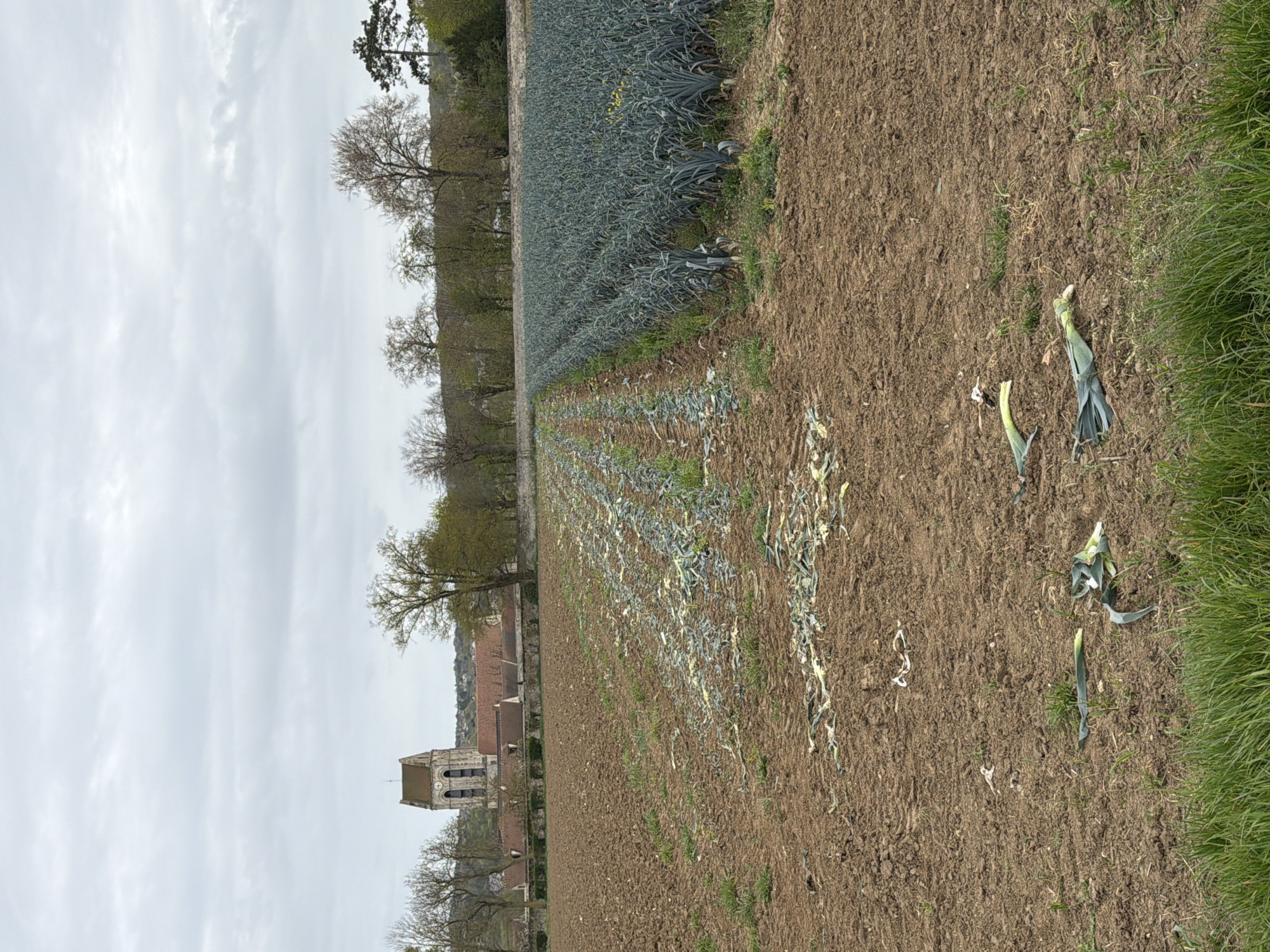 The image depicts a rural scene in Auvers-sur-Oise, France. A field of leeks stretches into the distance. Some leeks have been harvested and left on the ground. Beside the field there is grass and plowed earth. In the background, a church tower is visible among trees. The sky is overcast.