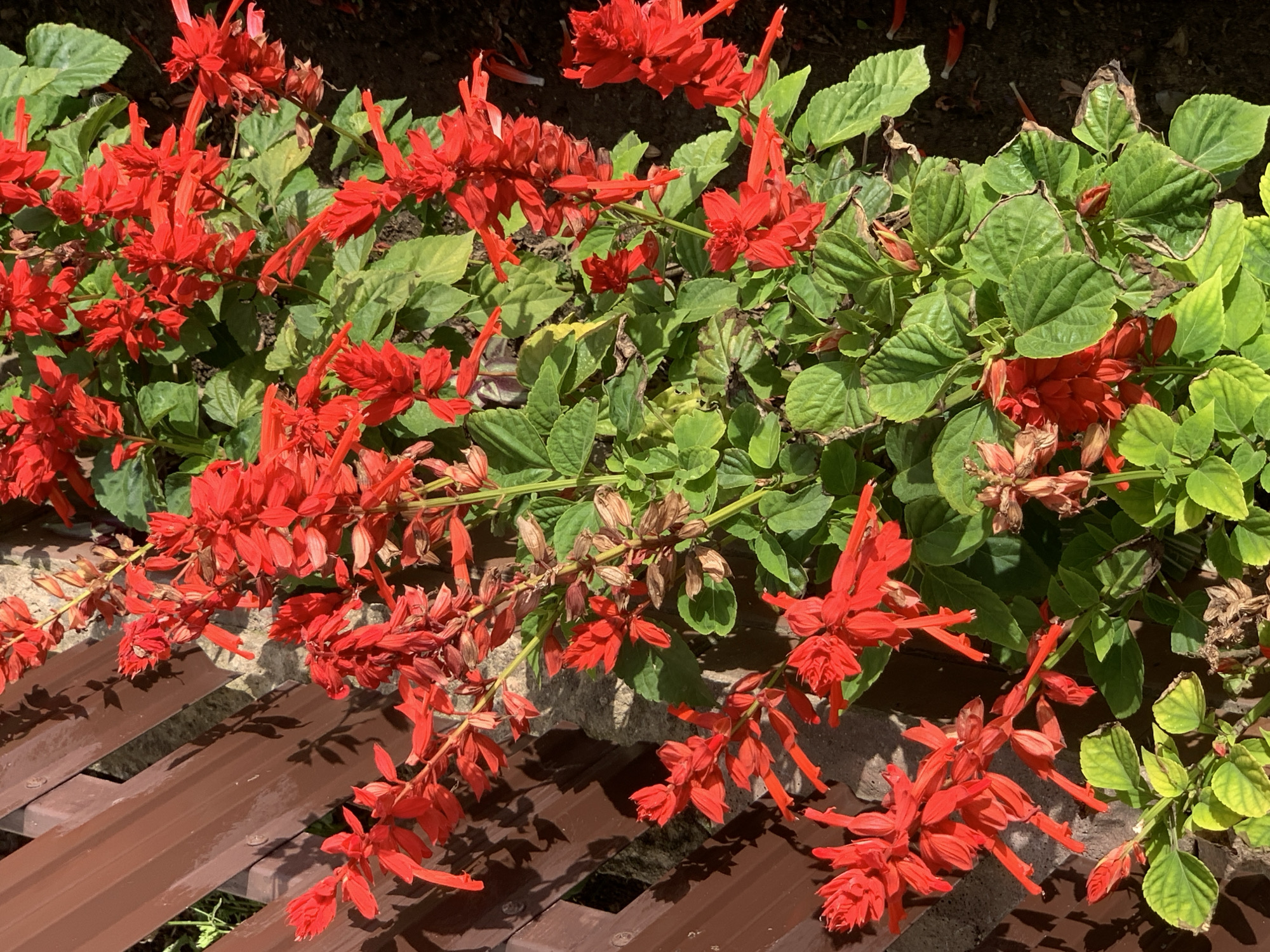 A close-up, sunlit view showcases a cluster of vibrant red salvia flowers against a backdrop of green foliage, a rustic wooden fence, and dark soil. The salvia, with their numerous small, tubular blossoms arranged in tall spikes, dominate the frame. Some of the flowers appear to be in full bloom, while others are beginning to fade or have already dried. The wooden fence, constructed from weathered brown planks, runs diagonally across the left side of the image, casting dappled shadows on the ground and the plants. The soil is dark and appears somewhat dry, with a few fallen red petals scattered on its surface. The overall impression is a garden setting, likely in Kapyĺ, Belarus, bathed in the warm light of day, highlighting the natural beauty of the blooming flowers. No people or animals are visible in the scene.