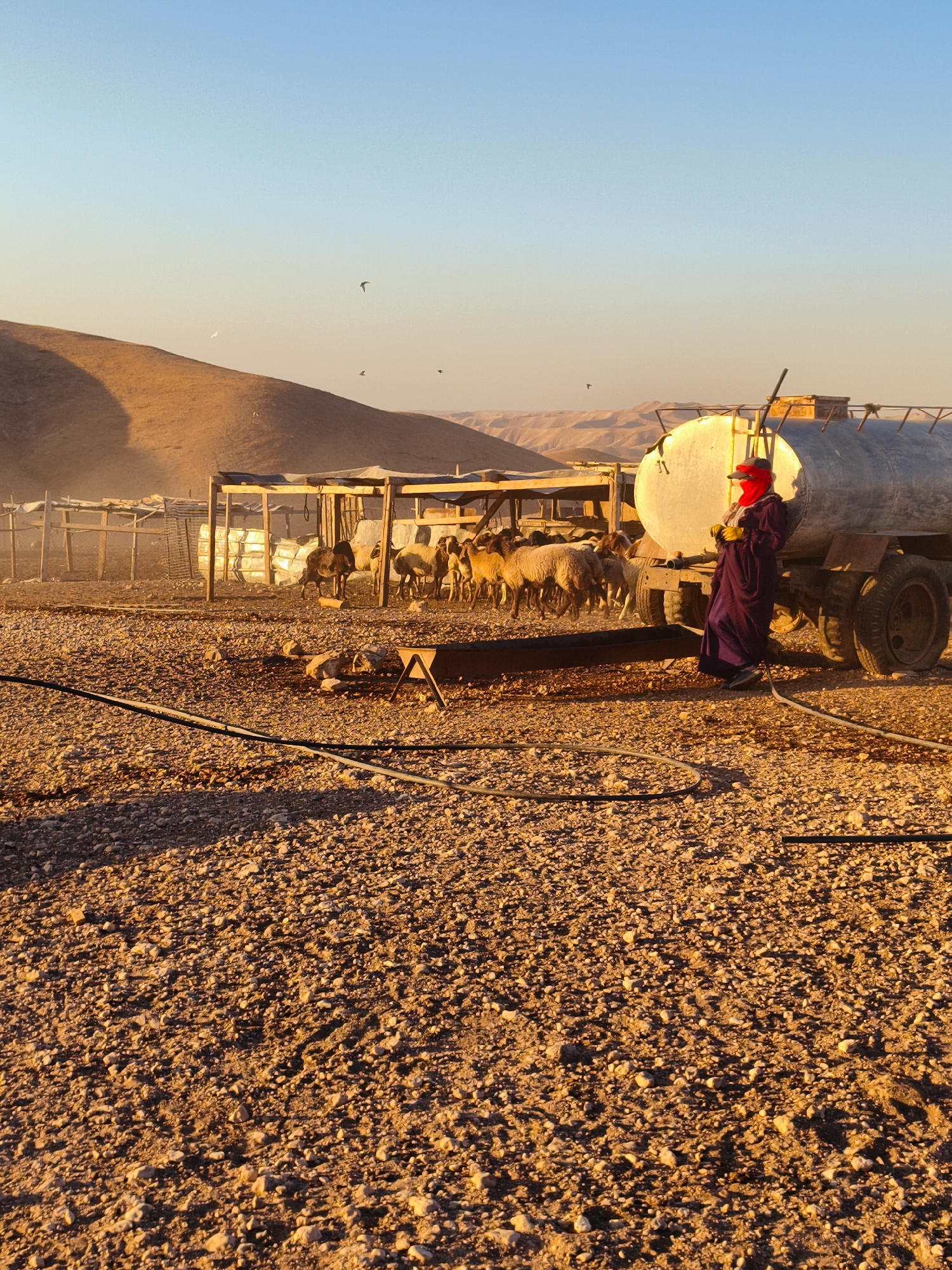 The image depicts a pastoral scene at sunrise in the location of Keidar, Palestinian Territories. A person, wearing a purple robe and a red headscarf that covers the lower half of their face, stands next to a large, silver water tank truck. The truck has a ladder attached to the side of the tank. In the background, a flock of sheep are gathered near a simple wooden shelter. The ground is covered with gravel and small rocks, and there are black hoses visible in the foreground. The sky is clear and blue, transitioning to a soft orange hue near the horizon, indicating the early morning light. The overall impression is one of rural life and animal husbandry.