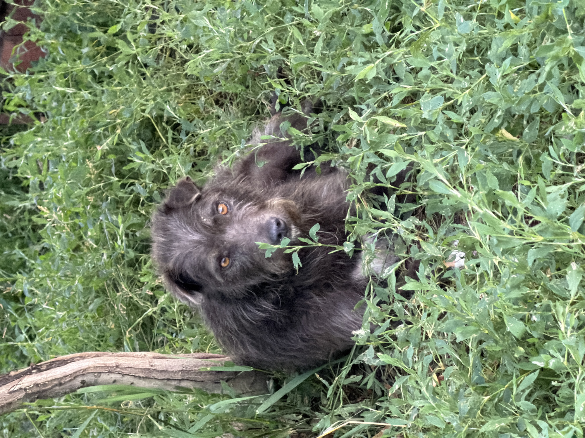 A medium shot captures a shaggy, dark gray dog lying on its back in lush green vegetation. The dog's eyes, a striking amber color, gaze upwards, with one eye slightly more visible than the other. Its snout is pointed upwards, and its mouth is partially open. A weathered, light-brown branch runs horizontally across the lower part of the image, partially obscuring the dog. The background is filled with dense green foliage, suggesting an outdoor setting. The lighting appears to be natural, possibly indicating daytime, but the exact time and weather conditions are not discernible. The overall mood is relaxed and perhaps a bit playful, with the dog appearing comfortable amidst the greenery. There is no visible text in the image. The location context is Leningradskaya, Russia.