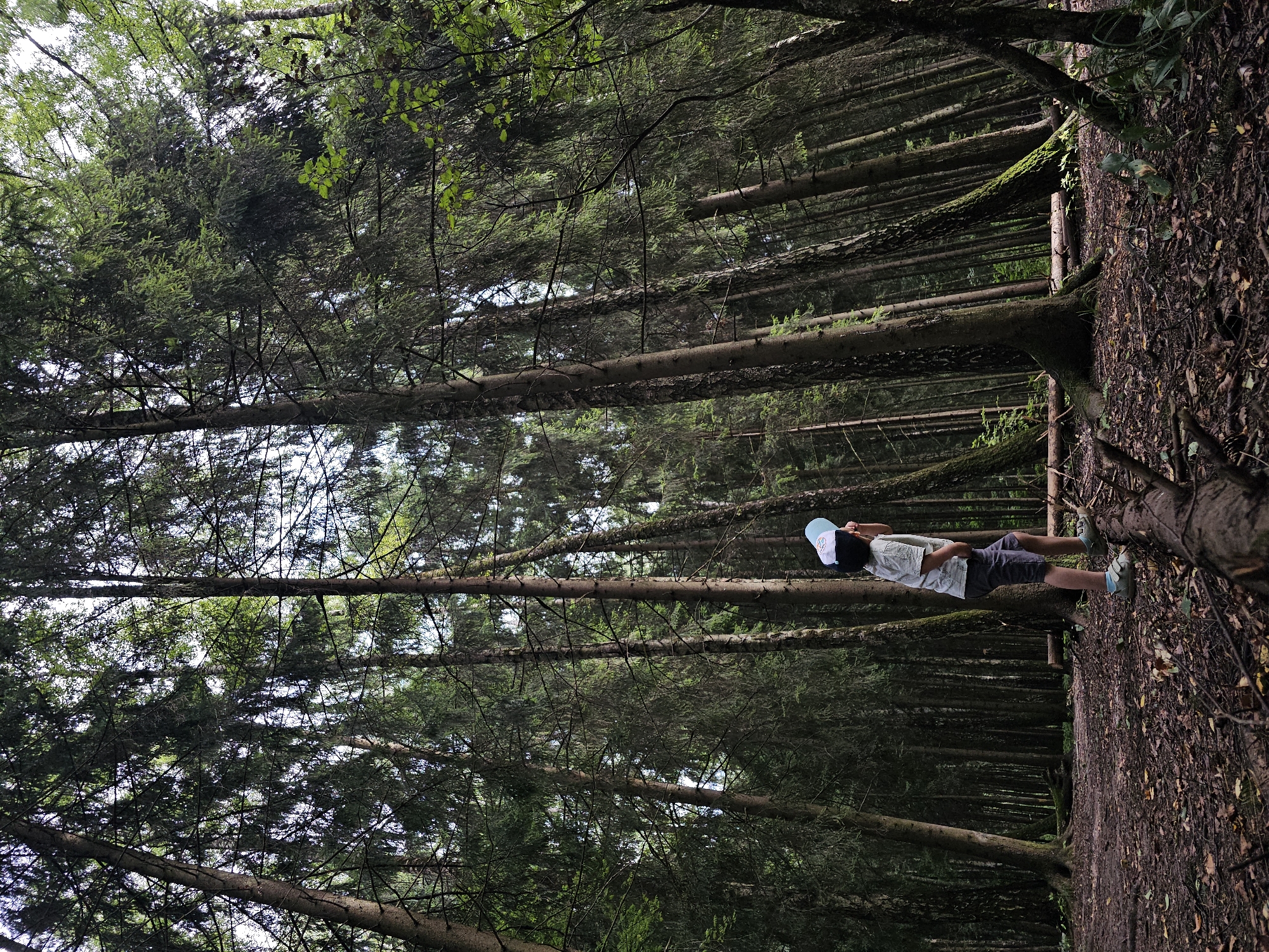 A full-shot, low-angle photograph shows a young boy standing on a fallen tree in a dense forest. The boy is facing away from the camera, looking upwards at the canopy. He is wearing a light-colored t-shirt, dark shorts, and a light blue baseball cap. His left hand is in his pocket, and his right arm is bent at the elbow. He is wearing light-colored shoes. The forest floor is covered in fallen leaves and twigs, and several large trees with dark bark and dense green foliage surround the boy. The lighting suggests it is daytime, but the dense tree cover creates a shadowed environment. There are no other people visible in the image.