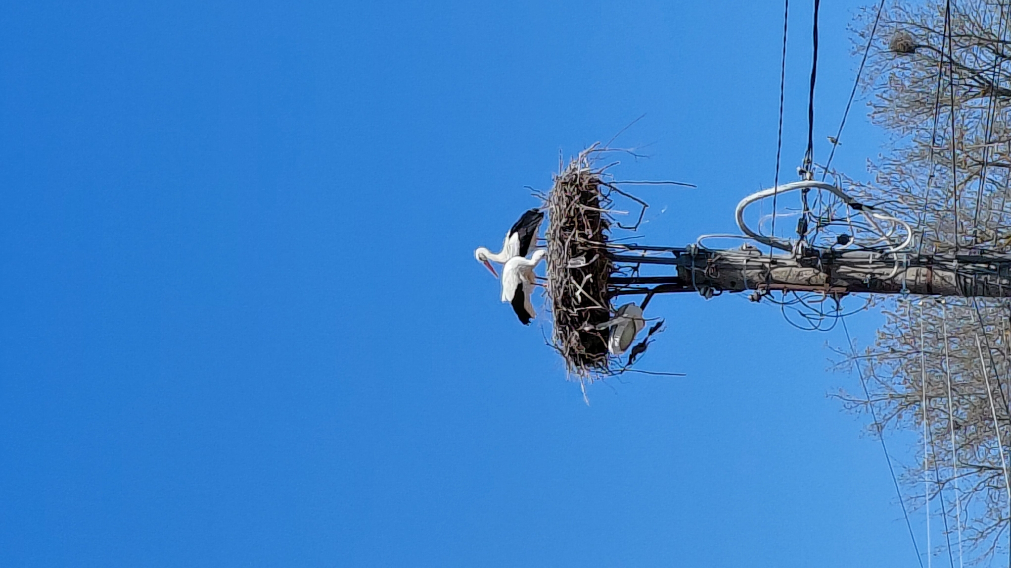 A clear blue sky is the backdrop for a utility pole where two white storks with black wing tips perch precariously on a large nest. The nest, a haphazard collection of sticks and debris, sits atop the crossbeams of the utility pole, which is cluttered with wires and electrical equipment. A single bare tree branch is visible to the right of the pole. The location is Unknown, Unknown.