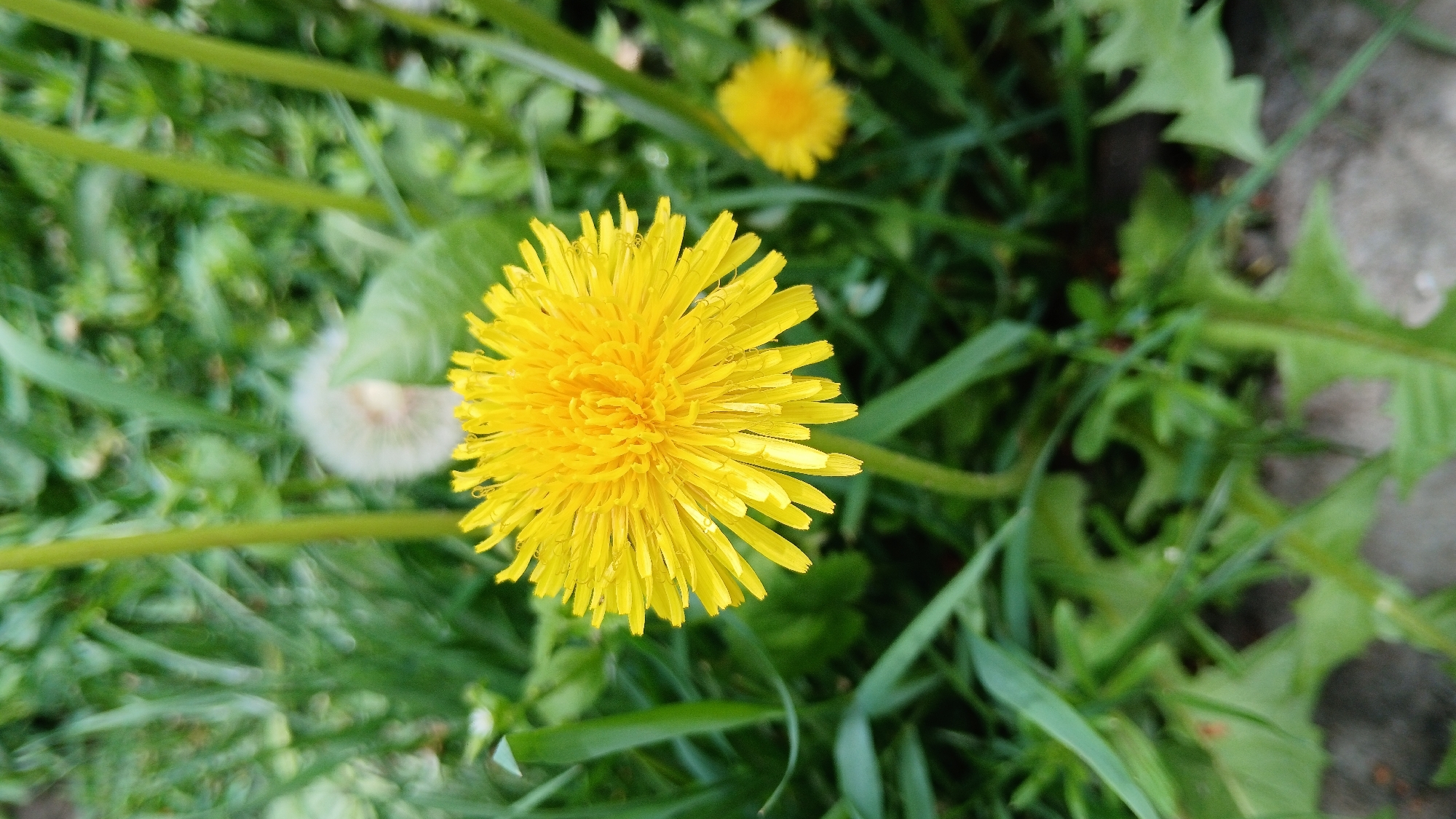 The image shows a close-up of a dandelion in a grassy area. The dandelion is in full bloom, with bright yellow petals radiating from the center. Another dandelion flower is visible in the background, slightly out of focus, along with a dandelion seed head. The surrounding grass and foliage are green, providing a natural background. A portion of a concrete area can be seen in the top right. The location is not specified.