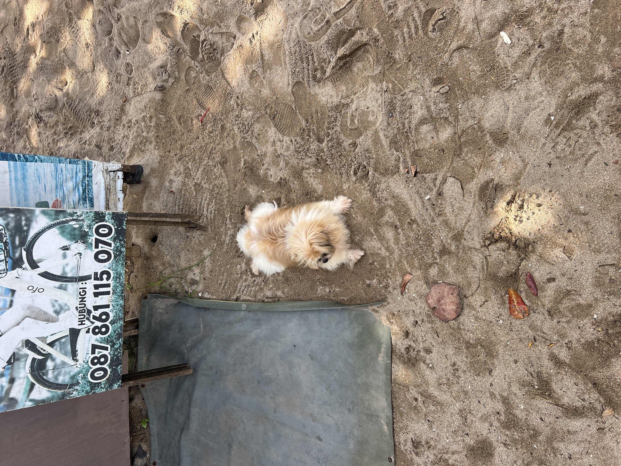 This overhead shot, set in Denpasar, Indonesia, captures a small, fluffy dog resting on a sandy surface during the daytime. The dog, predominantly light brown and white, is lying on its belly in the center of the frame, appearing relaxed. The sand covering the ground is visibly marked with numerous human footprints and some scattered debris like dried leaves.
To the left of the dog, a vertical sign or banner stands partially visible. This sign features an image of a bicycle and includes the text "HUBUNGI :" (Indonesian for "Contact:") followed by the phone number "087 861 115 070". The word "OJO" is also discernable on the sign. Below the dog and extending from the sign, a dark grey or green mat/tarp lies flat on the sand. The scene is well-lit by sunlight, indicating a clear, sunny day. No specific activity beyond the dog resting is taking place.