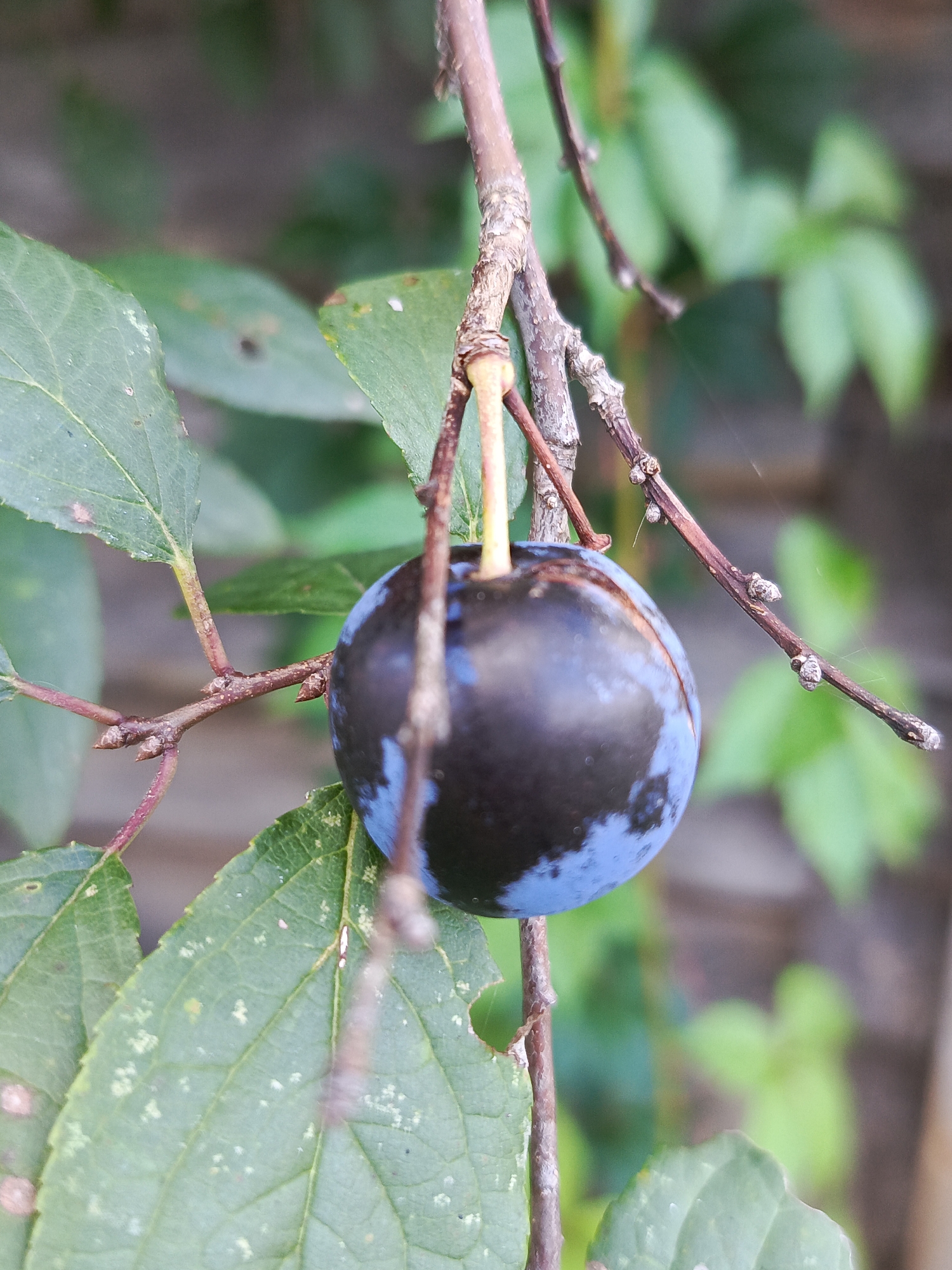A single, dark blue plum hangs from a slender, brown branch of a plum tree. The plum is round and smooth, with a slight sheen that reflects the light. Some areas of the plum show a lighter, almost iridescent blue hue. The branch is thin and has a rough texture, with small, dark buds scattered along its length. Two green leaves, with visible veins and serrated edges, are positioned on either side of the branch, partially framing the plum. The leaves appear healthy, though some have small, pale spots on their surfaces. The background is softly blurred, showing more green foliage and a hint of a muted, grayish-brown structure, possibly a fence or wall. The overall lighting suggests an outdoor environment in daylight. This image was captured in the city of Kauchuk Stantsiya, Russia.
