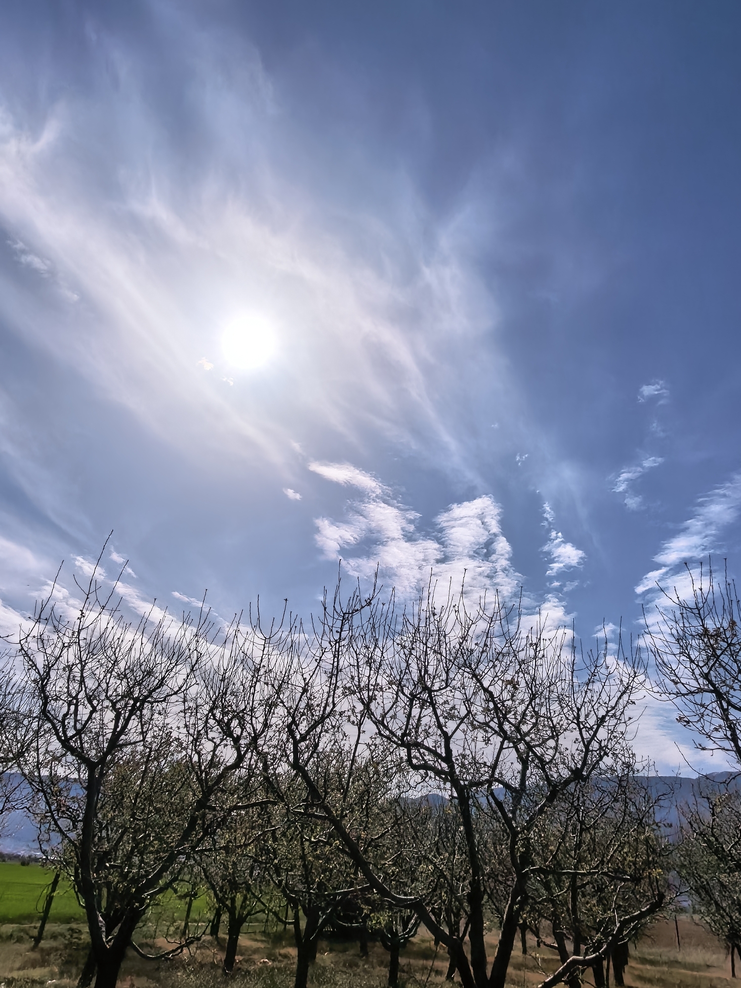The image presents a serene outdoor landscape, dominated by a bright blue sky and a grove of deciduous trees. The upper two-thirds of the frame are filled with a clear, cerulean blue sky, traversed by wispy white clouds that stretch horizontally across, suggesting high winds or high-altitude cirrus clouds. A brilliant, intense sun is positioned in the upper left quadrant, casting a strong glare and a subtle lens flare effect.
In the lower third of the image, numerous trees with dark, gnarled branches stand prominently. These trees appear to be in late winter or very early spring, as most branches are bare, though some show nascent buds or very small, light green leaves. They form a dense, somewhat silhouetted foreground against the brighter background.
Beyond the immediate trees, patches of vibrant green land are visible, indicative of fields or grass. In the distant background, indistinct mountains or hills rise under a brighter, cloud-dotted sky. The overall scene depicts a rural or natural environment, possibly an orchard or a wooded area adjacent to agricultural land. The bright sun and clear sky suggest a fair weather day, likely mid-morning to early afternoon. There are no people, animals, or visible text in the image, capturing a tranquil moment in nature during the seasonal transition.