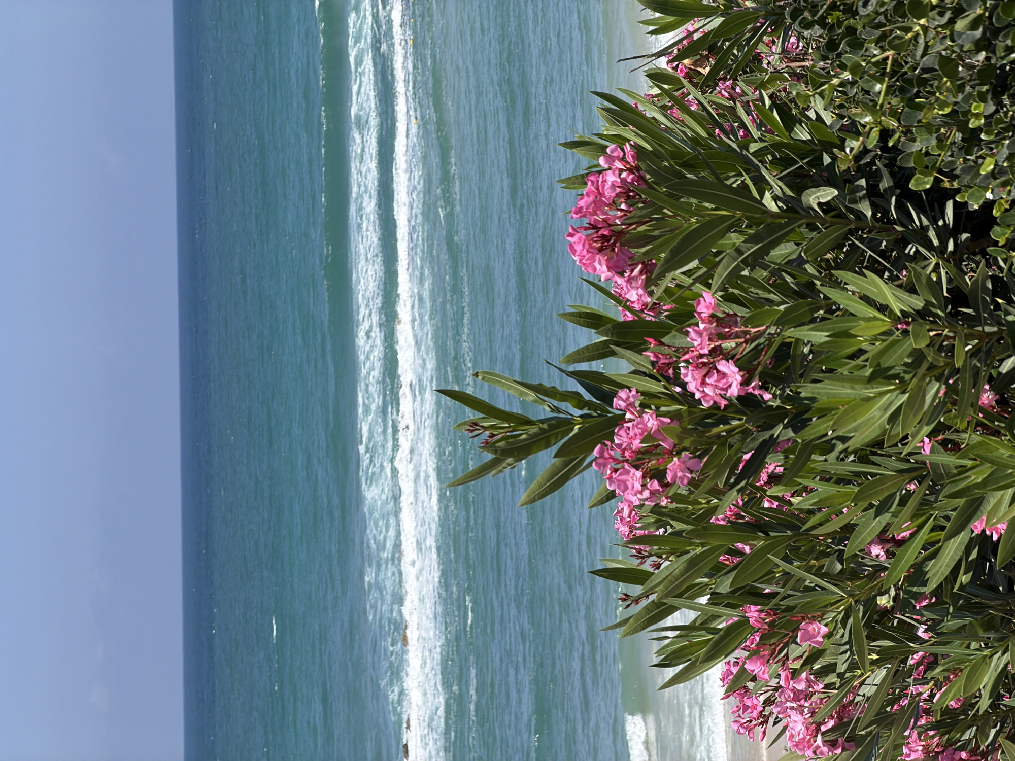 From an elevated position in Bat Yam, Israel, the scene captures the Mediterranean Sea with distinct wave patterns near the shoreline, adjacent to a beach not visible in full. A dense bush of pink flowering plants occupies the right foreground, contrasting with the sea's varying shades of blue and the clear sky. No people or specific objects beyond the natural elements are discernible.