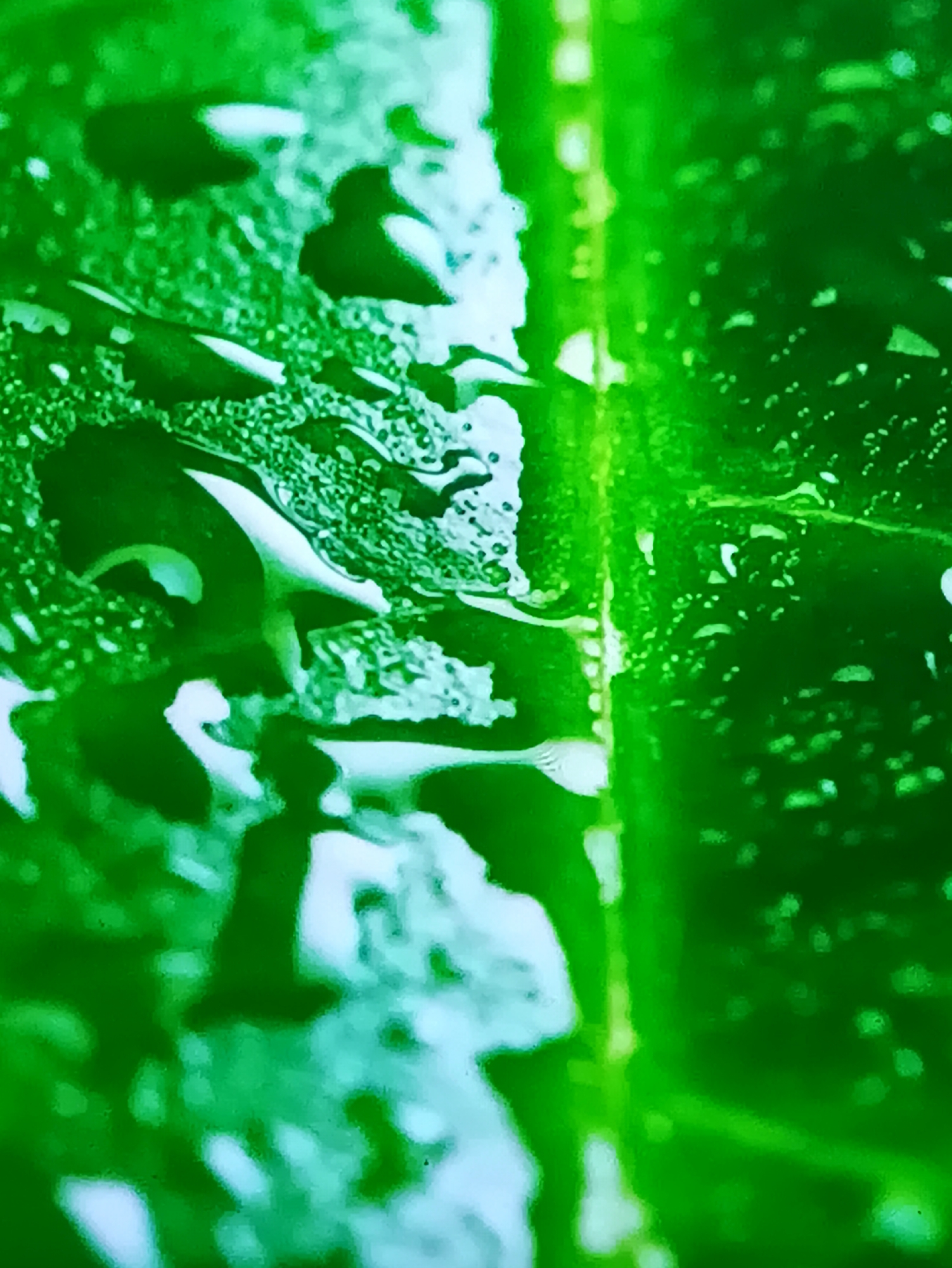This image captures a close-up, abstract view of a vibrant green leaf covered in water droplets. The focus is entirely on the texture and pattern created by the water on the leaf's surface, with the distinct vein structure of the leaf visible as a prominent line running vertically through the right side of the frame. The lighting creates a glossy effect on the water, highlighting individual droplets and larger pooled areas. The overall impression is one of natural beauty and the intricate details found in the plant world. There are no people, objects, or specific events depicted, nor are there any textual elements. The time of day, weather, and location cues are not discernible from the image itself.