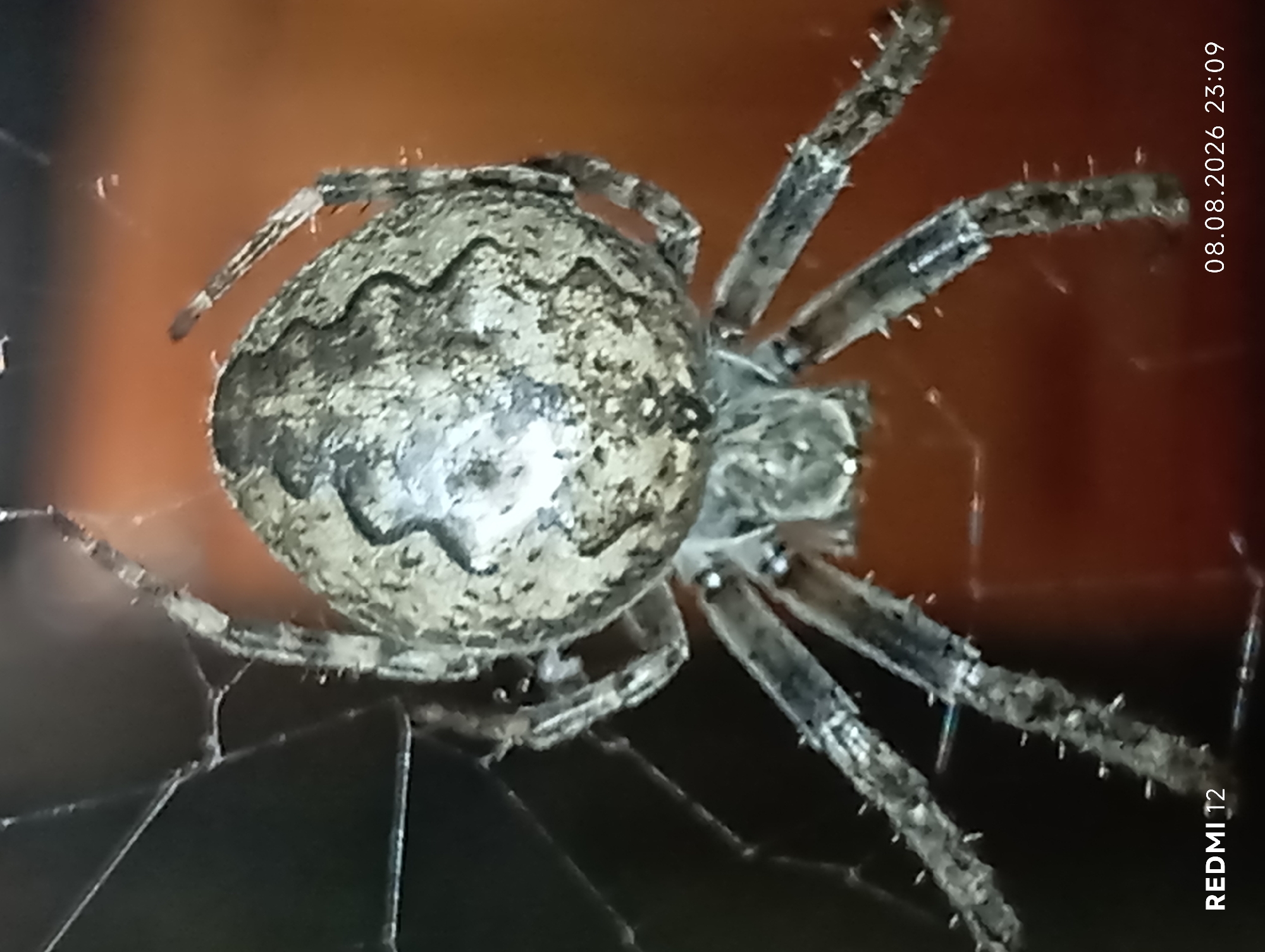 The image shows a close-up view of a spider on its web. The spider has a textured, grayish-brown abdomen with a distinctive wavy pattern. Its legs are segmented and appear to be covered in fine hairs. The web is visible, with strands stretching across the frame. The background is a blurred reddish-brown, suggesting an outdoor or indoor environment with warm lighting. In the bottom left corner, "REDMI 12" is visible, indicating the phone model used to capture the image. In the bottom right corner, a date and time stamp reads "08.08.2026 23:09". The image does not provide any information about the location in the city of Smila, Ukraine.
