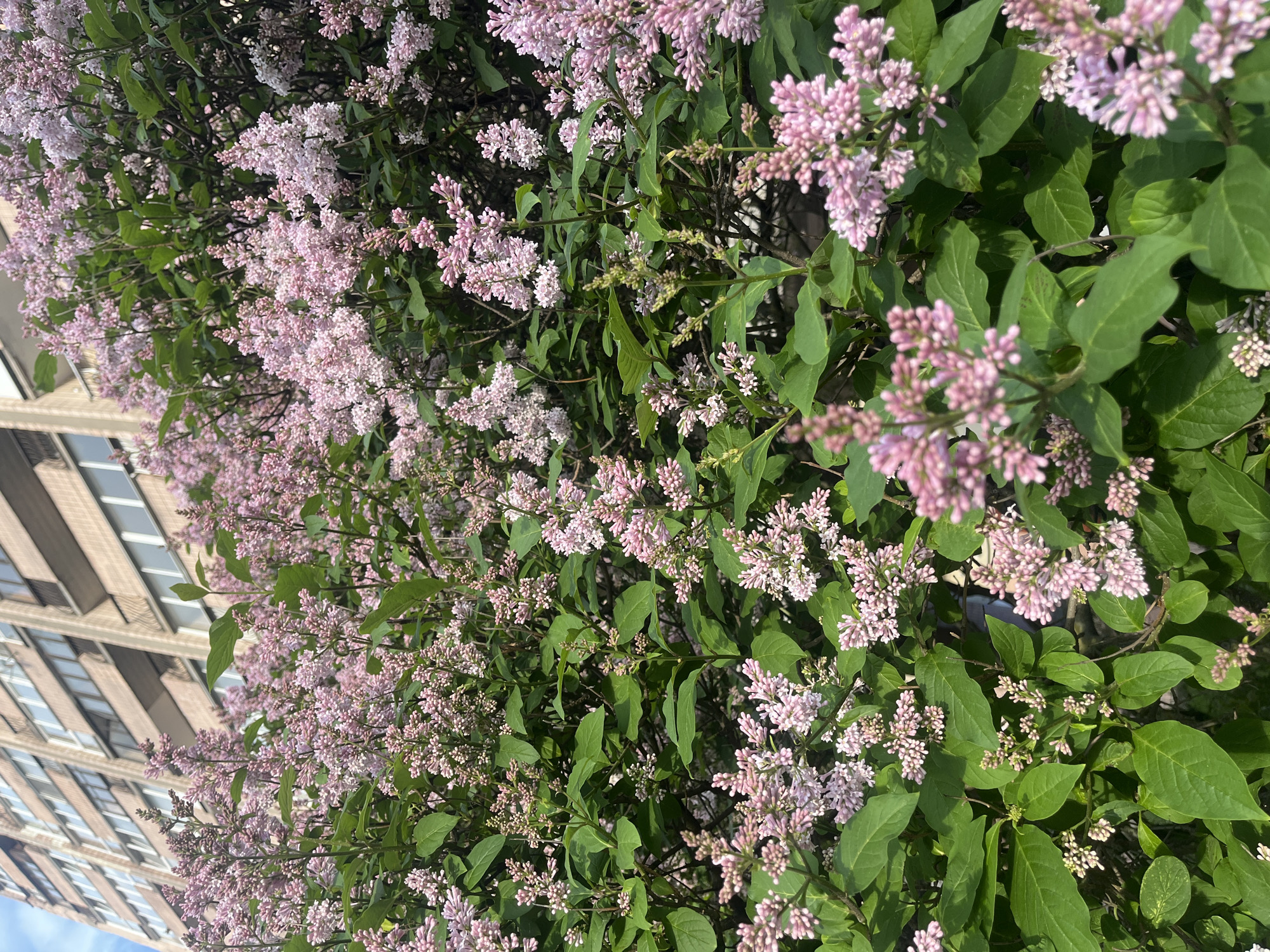 The image captures a vibrant display of flowering bushes, featuring numerous clusters of delicate light pink and purple blossoms amidst lush green foliage. The flowers, resembling lilacs, are densely packed and appear to be in full bloom, dominating the foreground and middle ground of the scene. Individual flowers are small and tightly arranged on branched stems.
In the background, positioned towards the left side of the frame, a multi-story building with a light-colored, possibly beige or light brown, facade is visible. The building features many rectangular windows, suggesting an urban or suburban setting. A sliver of clear blue sky can be seen peeking through the gaps in the foliage and above the building.
The scene is bathed in bright, natural sunlight, indicating a clear day, likely late morning or afternoon given the illumination and soft shadows. There are no people visible, nor is any text present. The overall impression is one of natural beauty flourishing against an architectural backdrop, set in Saint Petersburg, Russia.