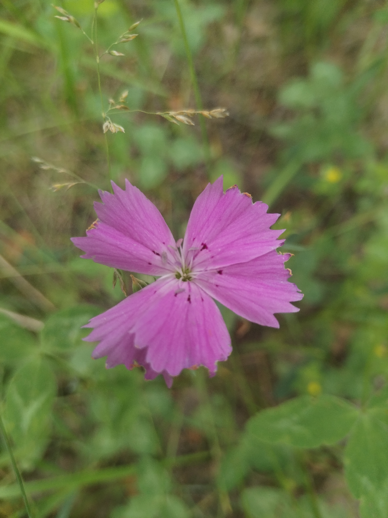 This media file is a close-up, vertical shot of a single, vibrant pink flower with five notched petals. The flower is centered in the frame, with its petals fanning outwards. Small, dark spots are visible on the petals, and the center of the flower reveals delicate stamen. The flower is in focus, while the background is softly blurred, creating a shallow depth of field.
The background consists of lush green foliage and blades of grass, with some dried grass stalks also visible, suggesting a natural, outdoor setting. The lighting appears to be natural daylight, with no harsh shadows, implying it could be daytime on a cloudy day or during the softer light of early morning or late afternoon. There are no people or animals present. The scene evokes a sense of tranquility and the beauty of nature.
The location context provided is Chebarkul', Russia. This information, combined with the flora, might suggest a temperate climate. There is no visible text in the image. The overall impression is a peaceful, unadorned depiction of a wild flower in its natural habitat.