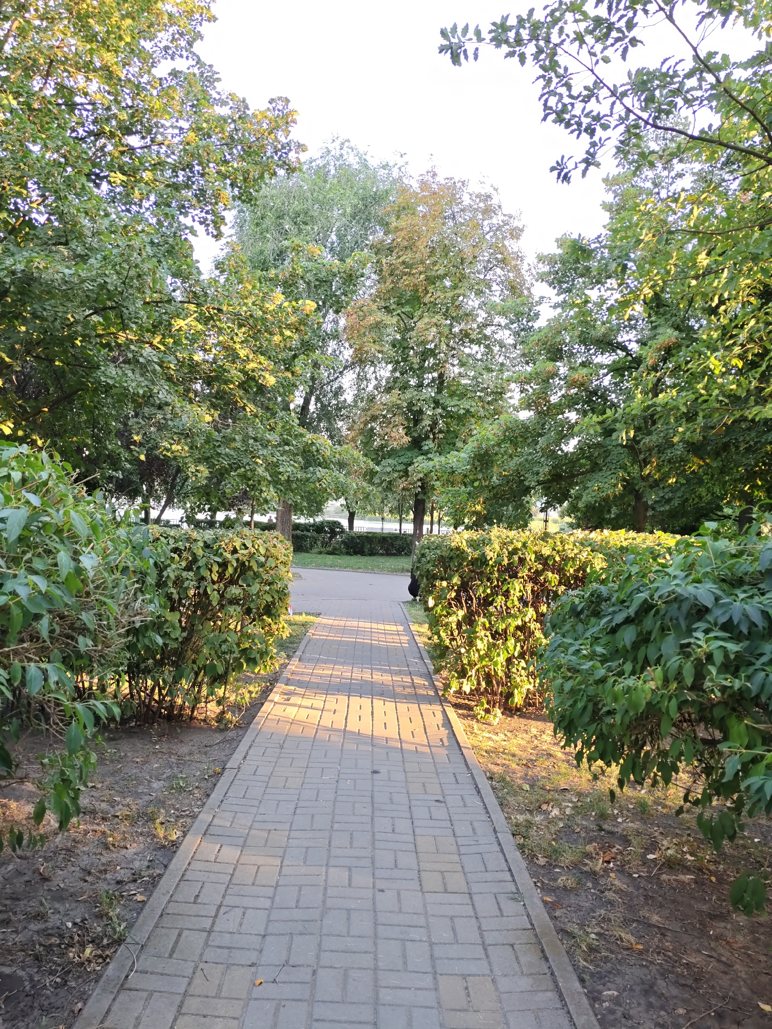 The image shows a paved pathway in a park-like setting. The pathway is made of light-colored rectangular pavers arranged in a basketweave pattern. It is bordered on both sides by manicured green hedges. Beyond the hedges, mature trees with lush green foliage form a canopy overhead, with some dappled sunlight filtering through. The ground on either side of the pathway, outside the hedges, appears to be dirt with some dry leaves and sparse vegetation. In the background, more trees and a glimpse of a distant building or structure can be seen. The overall impression is of a well-maintained public walkway within a green urban space, likely in Rostov-on-Don, Russia, given the context. No people are visible in the frame. The lighting suggests it is either early morning or late afternoon, with the sun casting long shadows.