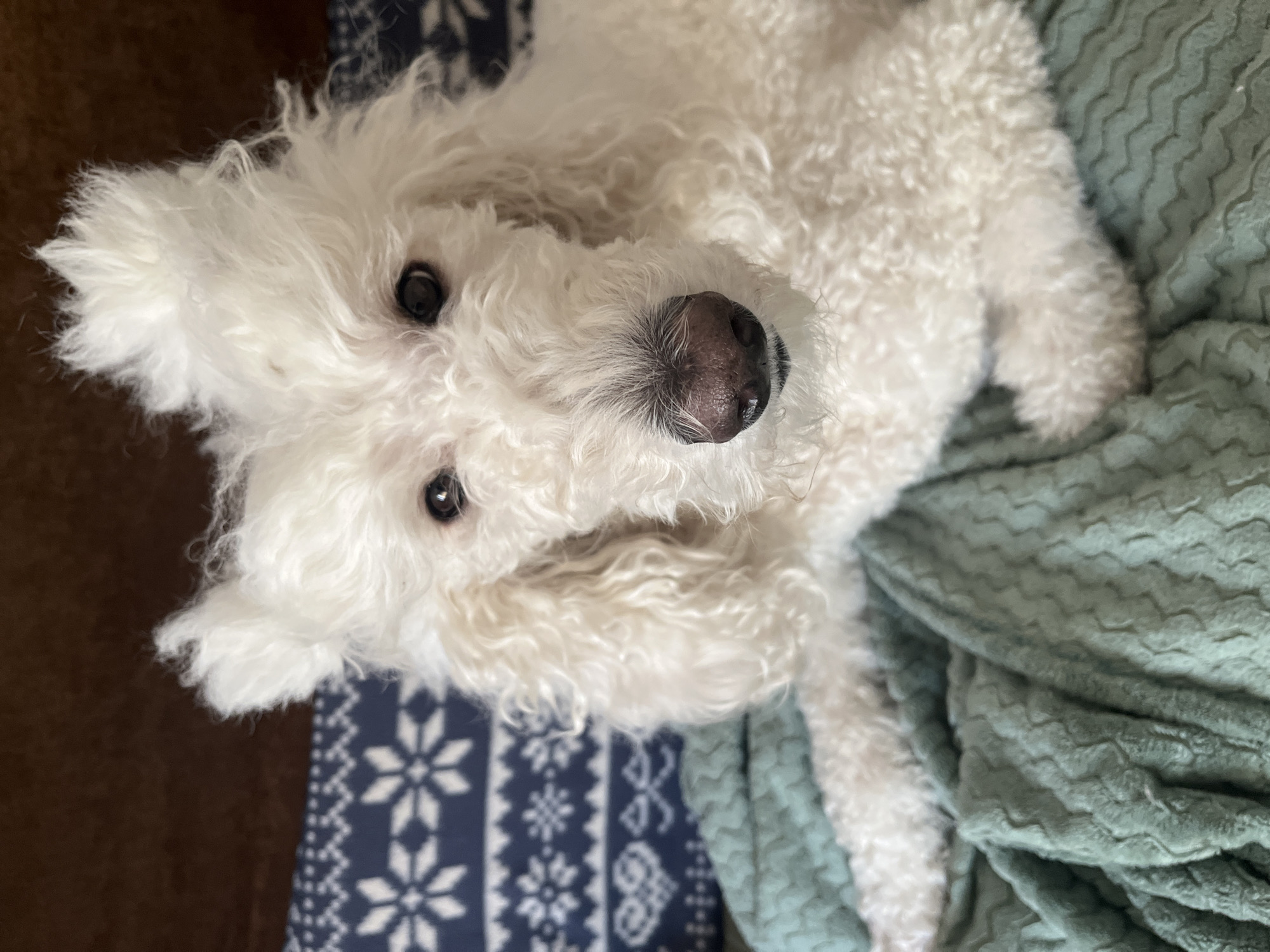 A white, curly-haired dog lies on its back, looking up at the camera. Part of the dog is on a blue and white patterned fabric, and part of it is on a green textured blanket. The dog has dark eyes and a black nose.