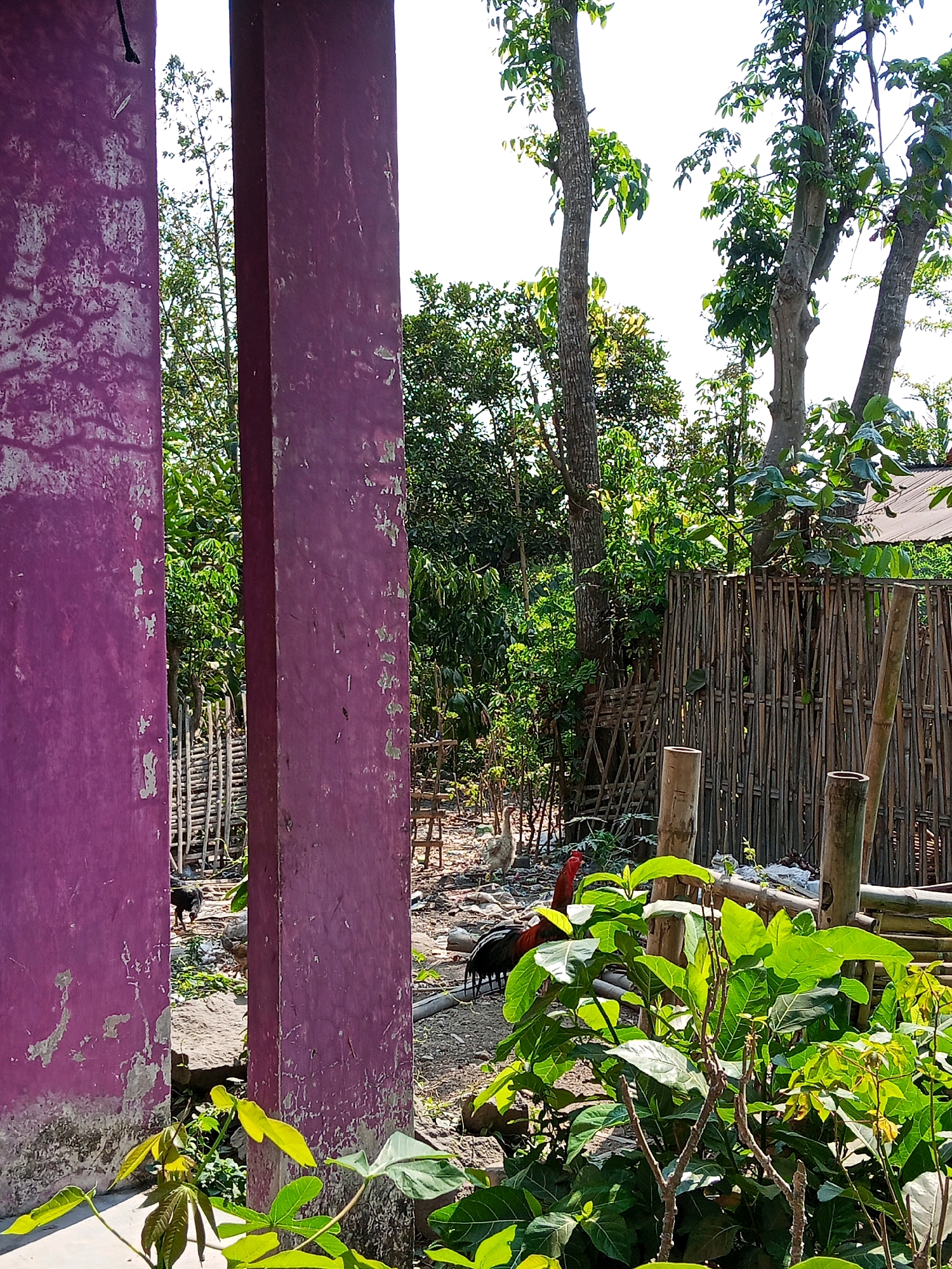 The image depicts a sunny outdoor scene in Wates, Indonesia, viewed through an opening between two weathered purple pillars. In the foreground, lush green foliage partially obscures the view of the background. Beyond the pillars, a rustic bamboo fence stretches across the middle ground, enclosing an area with scattered debris and soil. Several chickens are visible within this enclosure, including a rooster with prominent red plumage. A darker-colored dog walks away from the viewer on the left side of the enclosure. The background is dominated by a variety of trees and dense vegetation, with a portion of a corrugated roof visible on the far right. The overall impression is of a somewhat unkempt, rural domestic setting bathed in bright sunlight.