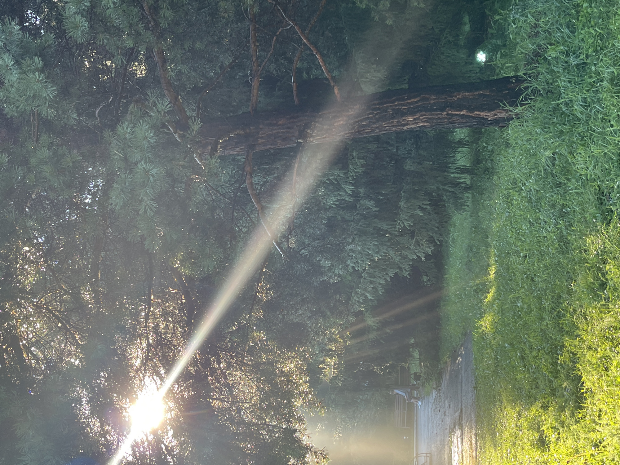 The image depicts a sunlit scene in a park-like environment, possibly in Karagaiskii, Russia, characterized by lush green grass and dense trees. Sunlight streams through the branches of a large tree in the foreground, creating visible rays that illuminate the scene and create a dappled light effect on the grass. The tree, with its dark, textured bark, stands prominently on the right side of the frame. In the background, a paved pathway is visible, with a person sitting on a wooden bench. The overall atmosphere is serene, with the natural light playing a significant role in the visual composition.