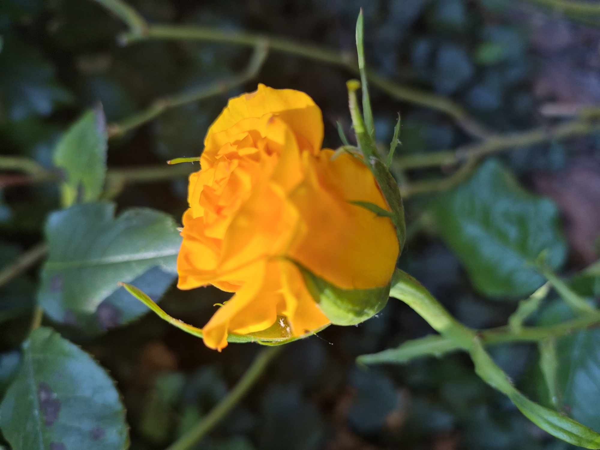 A close-up, slightly elevated medium shot captures a vibrant yellow rosebud with its petals partially unfurled. The rose is the central subject, positioned to the right of the frame, with its delicate green stem and sepals visible. The background is a blur of deep green foliage, suggesting a garden or natural setting. The lighting is soft, highlighting the soft texture of the rose petals and casting subtle shadows. The overall impression is one of natural beauty and delicate detail.