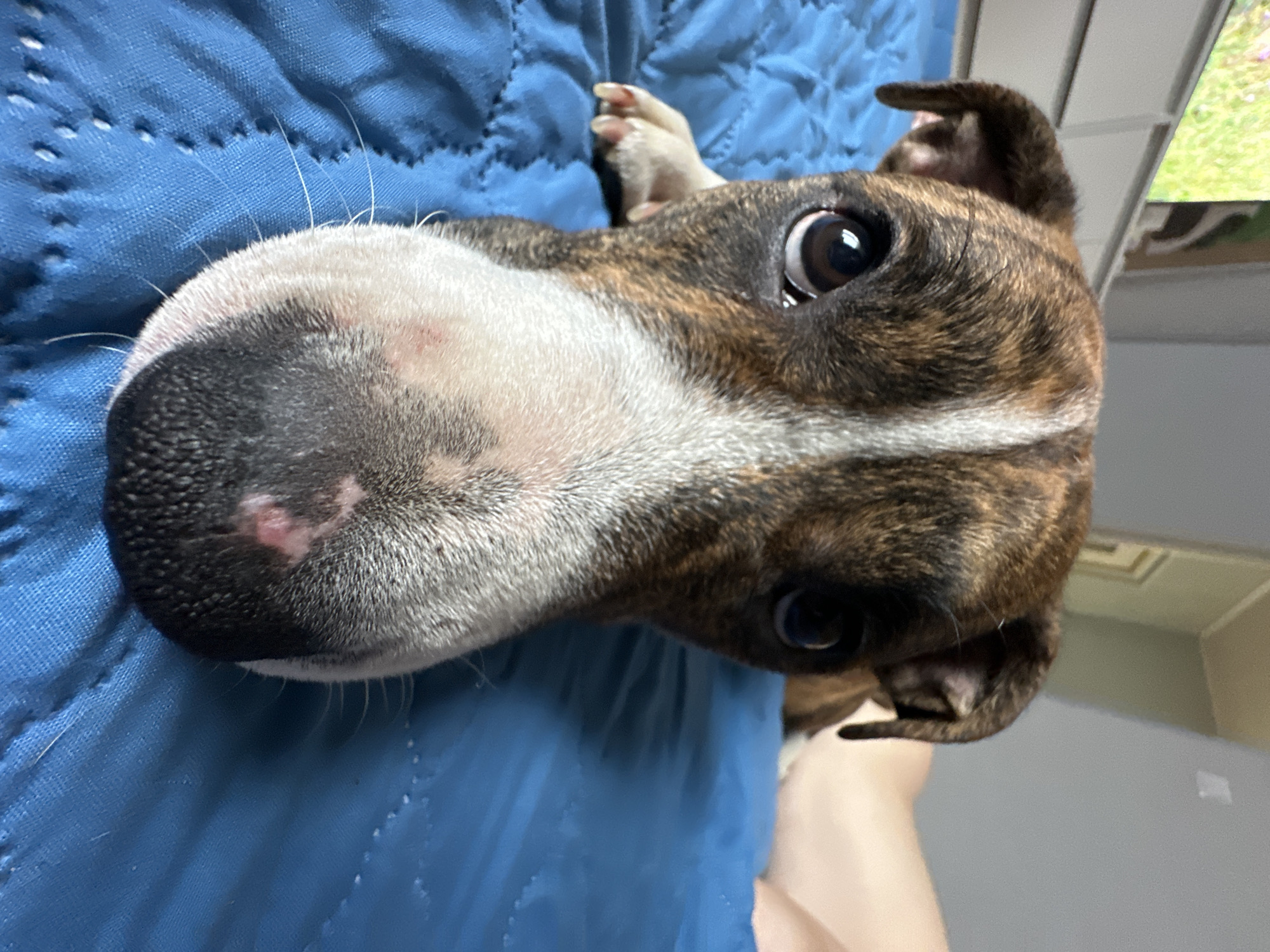 A close-up, low-angle portrait captures a brindle and white dog lying on a blue quilted surface, likely a blanket or bed, in Trudovaya, Russia. The dog's head is rotated, presenting its face vertically in the frame with its snout pointing to the left. Its large, dark, expressive eyes gaze directly at the viewer, conveying curiosity and attentiveness. The prominent black nose has a small pinkish patch on its left side. White fur covers the muzzle and extends down the chest area, contrasting with the dark brown and black brindle fur on its head and cheeks. Whiskers are clearly visible around its muzzle.
A partial view of a human leg with pale skin is visible in the bottom right corner, suggesting interaction with a person. One of the dog's front paws, with light-colored fur and claws, is seen resting on the blue fabric in the upper right. In the background, hints of an indoor setting include a white ceiling and what appears to be a window revealing greenery outside, suggesting daytime. The overall mood is intimate and gentle, focusing entirely on the dog's engaging expression. There is no visible text in the image.