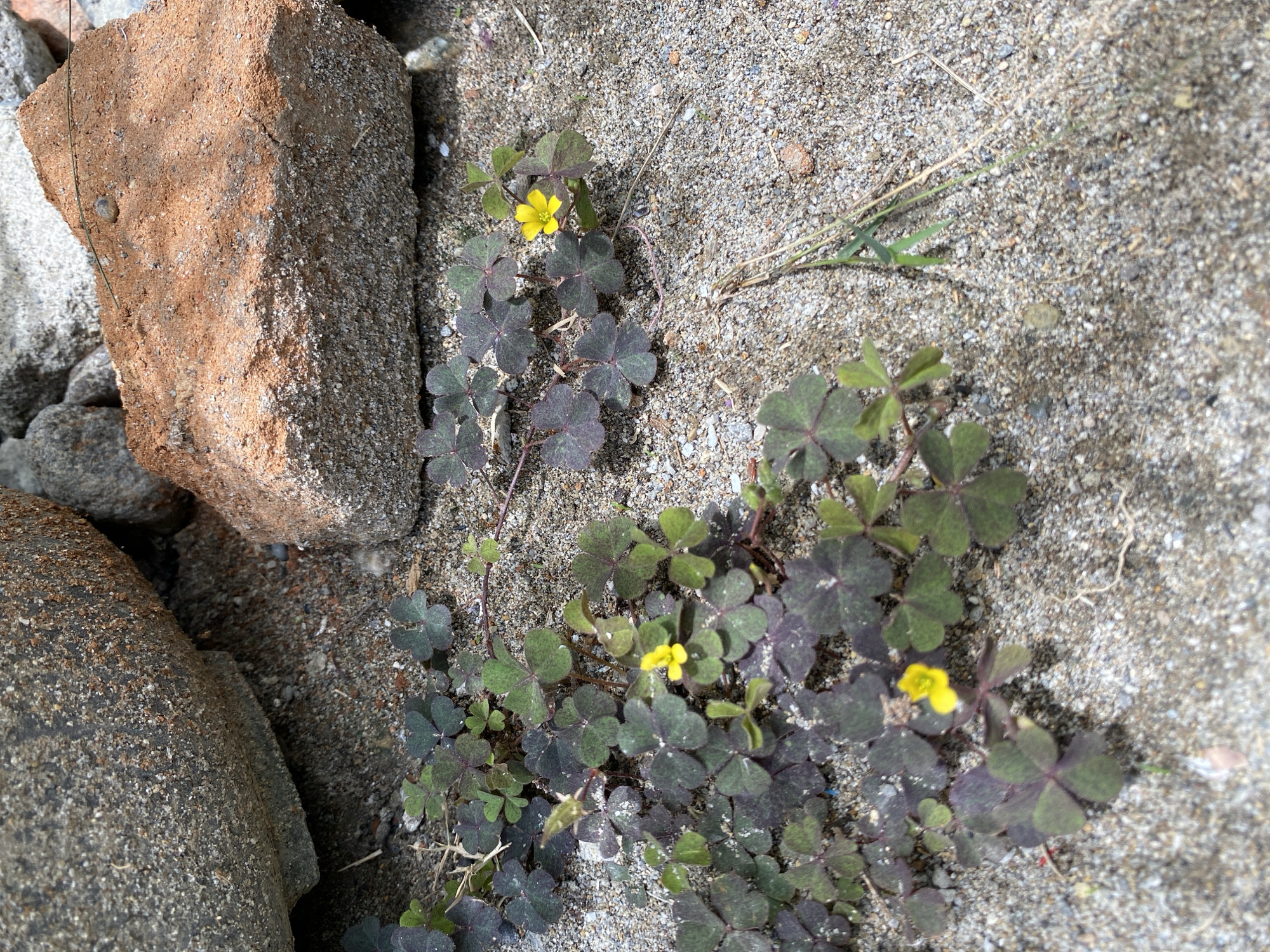 The image depicts a patch of small, dark green clover-like plants with small yellow flowers growing in sandy soil. Two large rocks, one dark gray and the other a reddish-brown brick, are visible in the upper portion of the frame, casting shadows over the plants. The environment appears to be outdoors, with a focus on the ground level. The setting is the city of Blangdalam, Indonesia. There are no people or animals visible in the image.