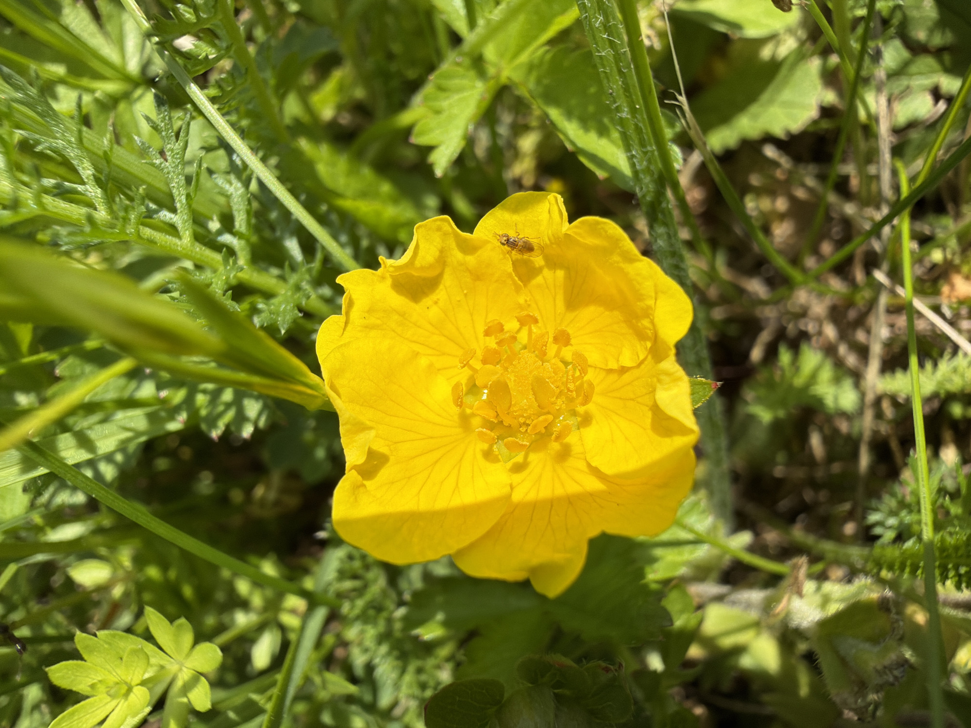 A close-up, high-angle shot captures a vibrant yellow flower in full bloom, surrounded by lush green foliage. The flower, with its delicate petals and a center filled with stamens, is the clear focal point. A small insect, possibly a fly or a hoverfly, rests on one of the petals. The surrounding leaves are diverse in shape and texture, some smooth and broad, others finely dissected, all contributing to a natural, overgrown environment. The lighting suggests a sunny day, with shadows cast across the flower and leaves, highlighting the textures and details. The scene appears to be an outdoor natural setting, likely a garden or a wild patch of greenery, in Strzyżowice, Poland.