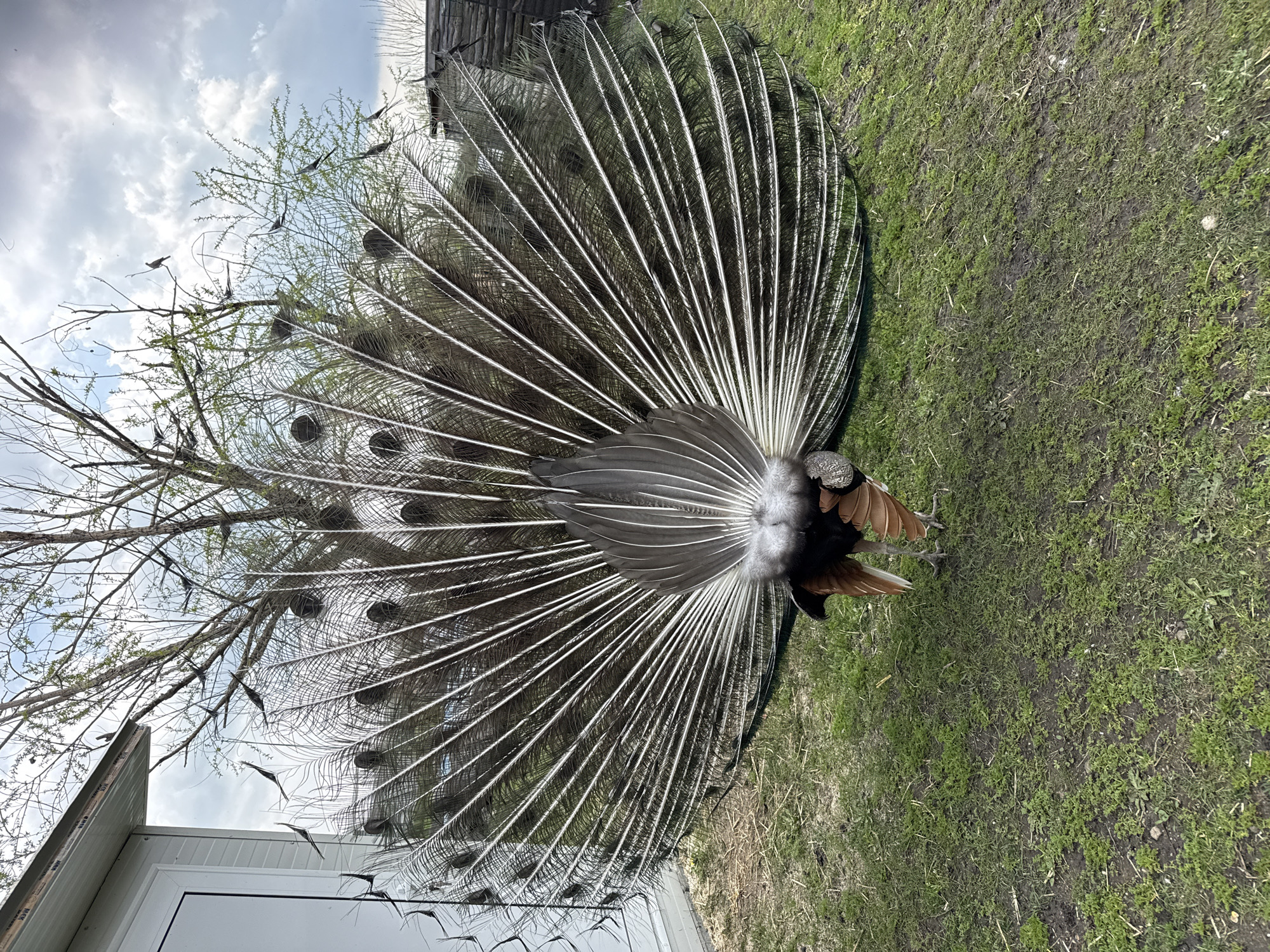 The image shows the rear view of a peacock with its tail feathers fully displayed. The peacock stands on a grassy patch of land, possibly a garden or park. A white building with a window is visible in the lower left corner. A tree branch with sparse leaves extends into the left side of the image, partially obscuring the peacock's feathers. The sky is cloudy. The location is presumed to be in the city of Burgas, Bulgaria.