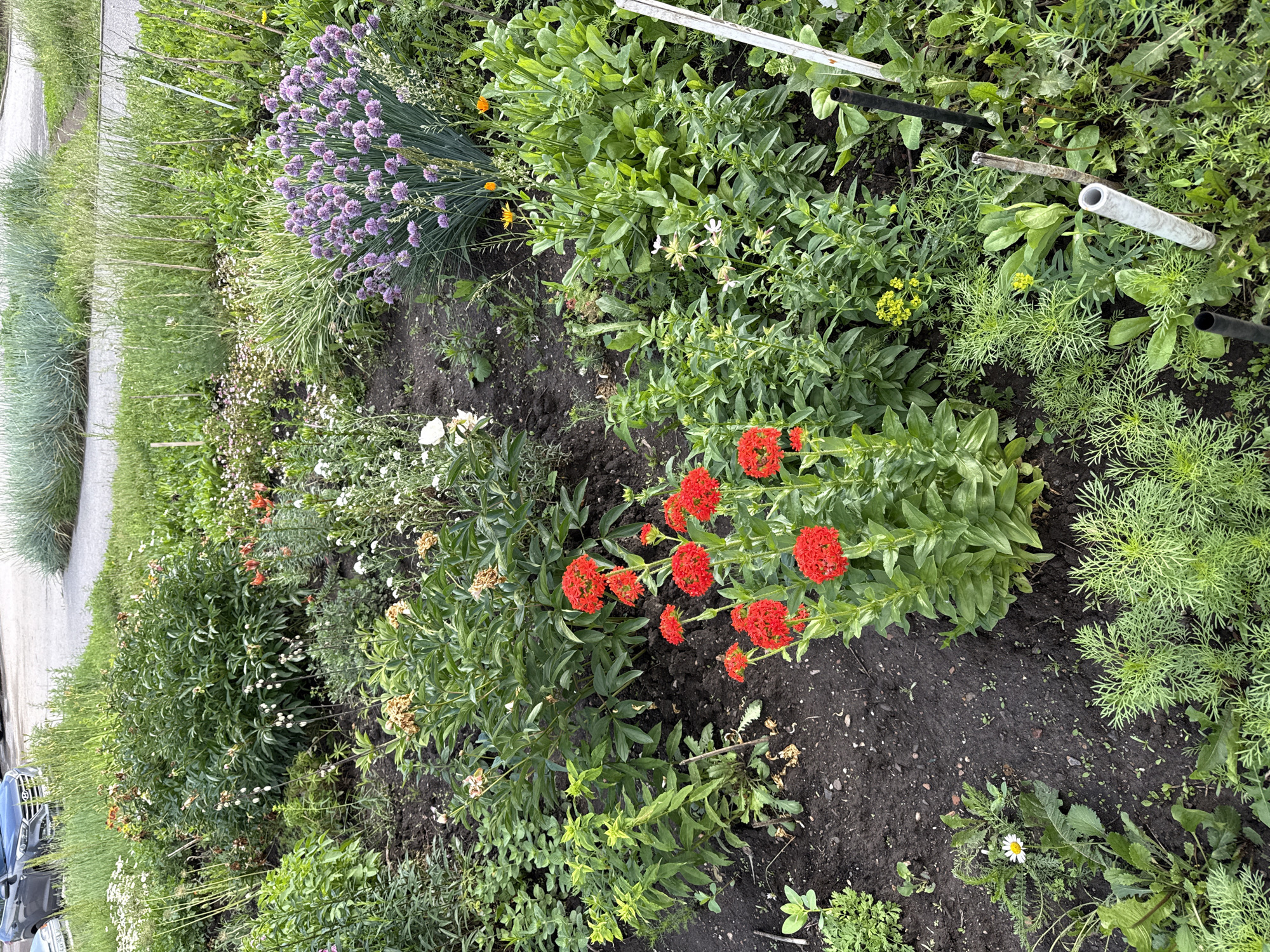 A medium shot captures a diverse flower garden filled with a variety of blooming plants and greenery. In the foreground, a cluster of bright red flowers with dense, rounded petals stands out against the dark soil. To the right of the red flowers, a large bush of purple chive flowers is in full bloom, creating a vibrant contrast. Various other plants with green foliage and smaller white, yellow, and orange flowers are interspersed throughout the garden. In the background, tall grasses and foliage extend towards a paved area and a vehicle. The scene appears to be an outdoor urban setting, possibly a community garden or a well-maintained public space.