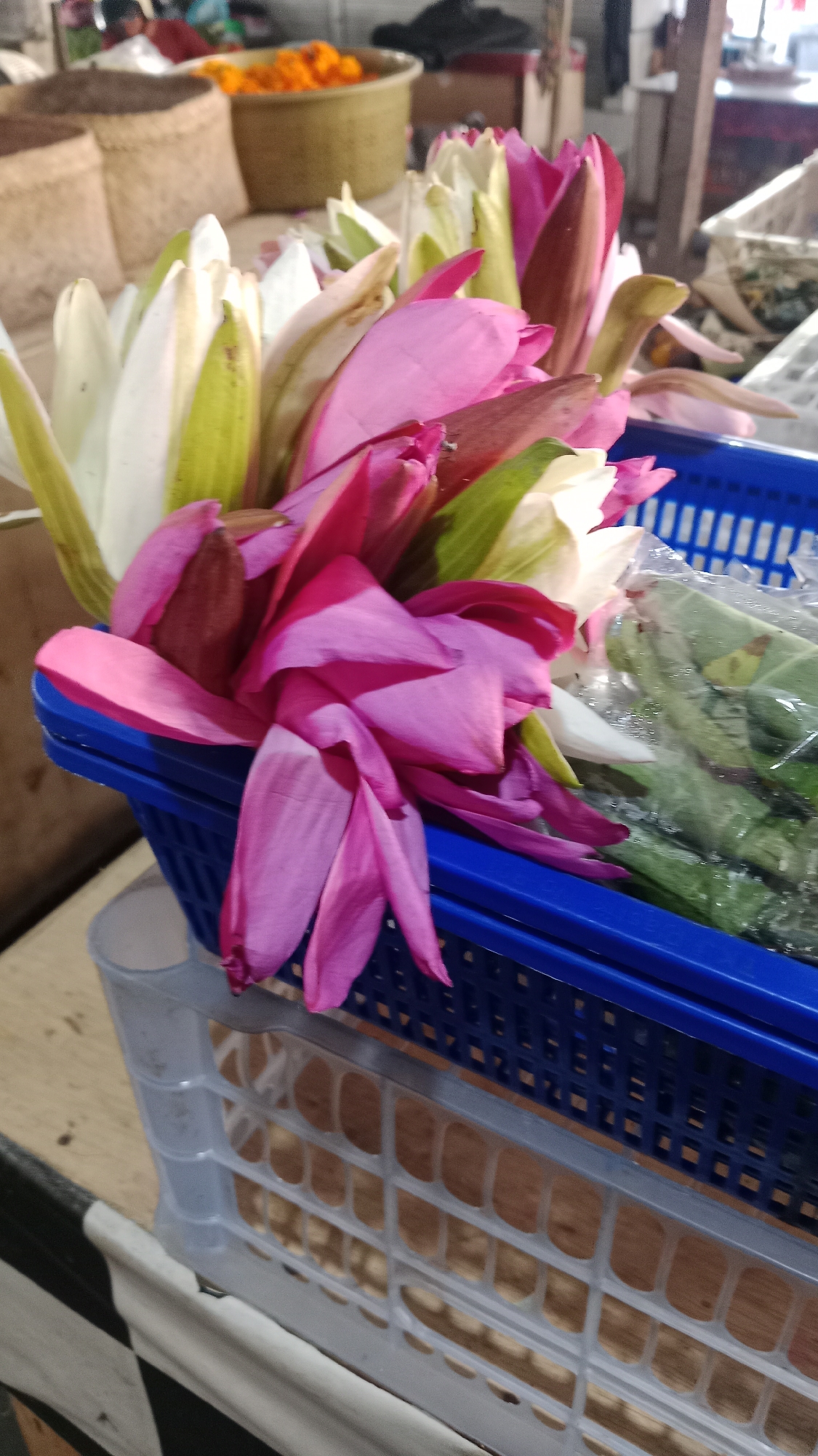 The image shows a close-up of a blue plastic basket filled with several blooming lotus flowers in shades of pink and white. Some of the flowers are fully open, revealing delicate petals, while others are still in bud. Behind the lotus flowers, in a larger woven basket, are bright orange marigolds. The setting appears to be an outdoor market stall in Denpasar, Indonesia, suggested by the type of baskets and the flowers commonly used in local offerings and ceremonies. The lighting is somewhat dim, indicating it might be early morning or late afternoon. There are no people visible in the frame.