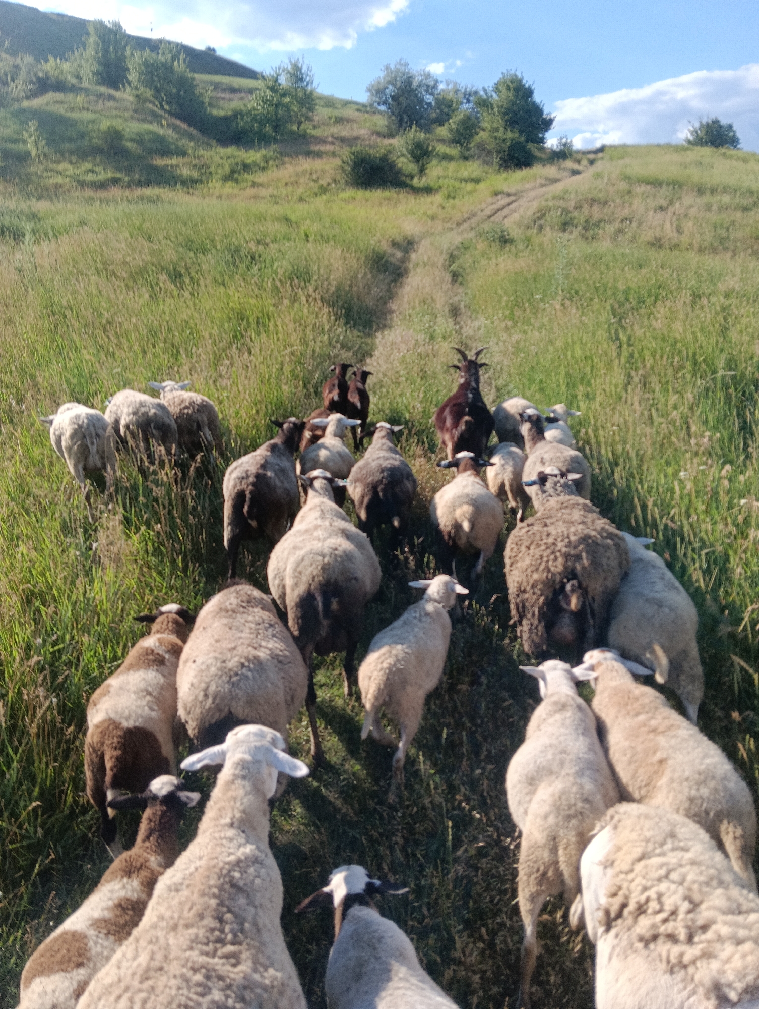 The image shows a flock of sheep and at least one goat moving uphill through a grassy field. The terrain is uneven and covered in tall green grass with some dry patches. A dirt path winds up the hill in the center of the frame. The sky is visible in the upper right quadrant, with some clouds. The sheep and goats appear to be a mixture of light and dark brown and white. Some of the sheep are facing away from the camera, while others are partially visible from the side or front. The animals are in motion, suggesting they are being herded or are moving to a new grazing area. The overall impression is a rural, natural setting. The scene is likely outdoors and during daylight hours, given the lighting conditions. The specific location is Unknown, Unknown.