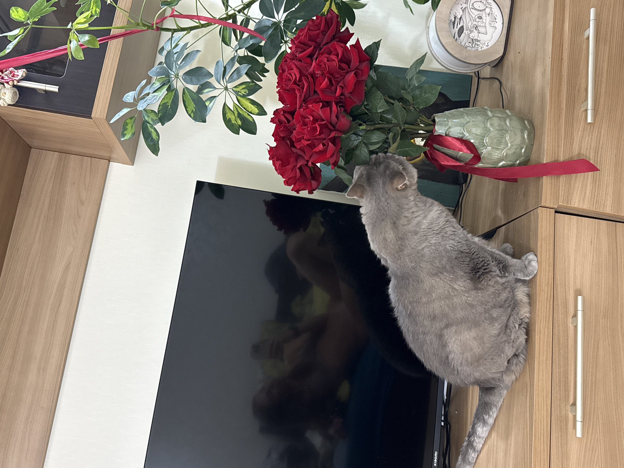 A grey cat is positioned on a wooden dresser, facing a vase filled with red roses. The cat's head is lowered, seemingly sniffing the flowers. The dresser has two metallic handles and is positioned in front of a black television screen that reflects an image of a person. To the right of the roses, a decorative wooden object with cutouts is visible. In the background, a plant with green and yellow variegated leaves is present, with red ribbon tied around its stem. Above the dresser, a wooden shelf is mounted on a white wall.