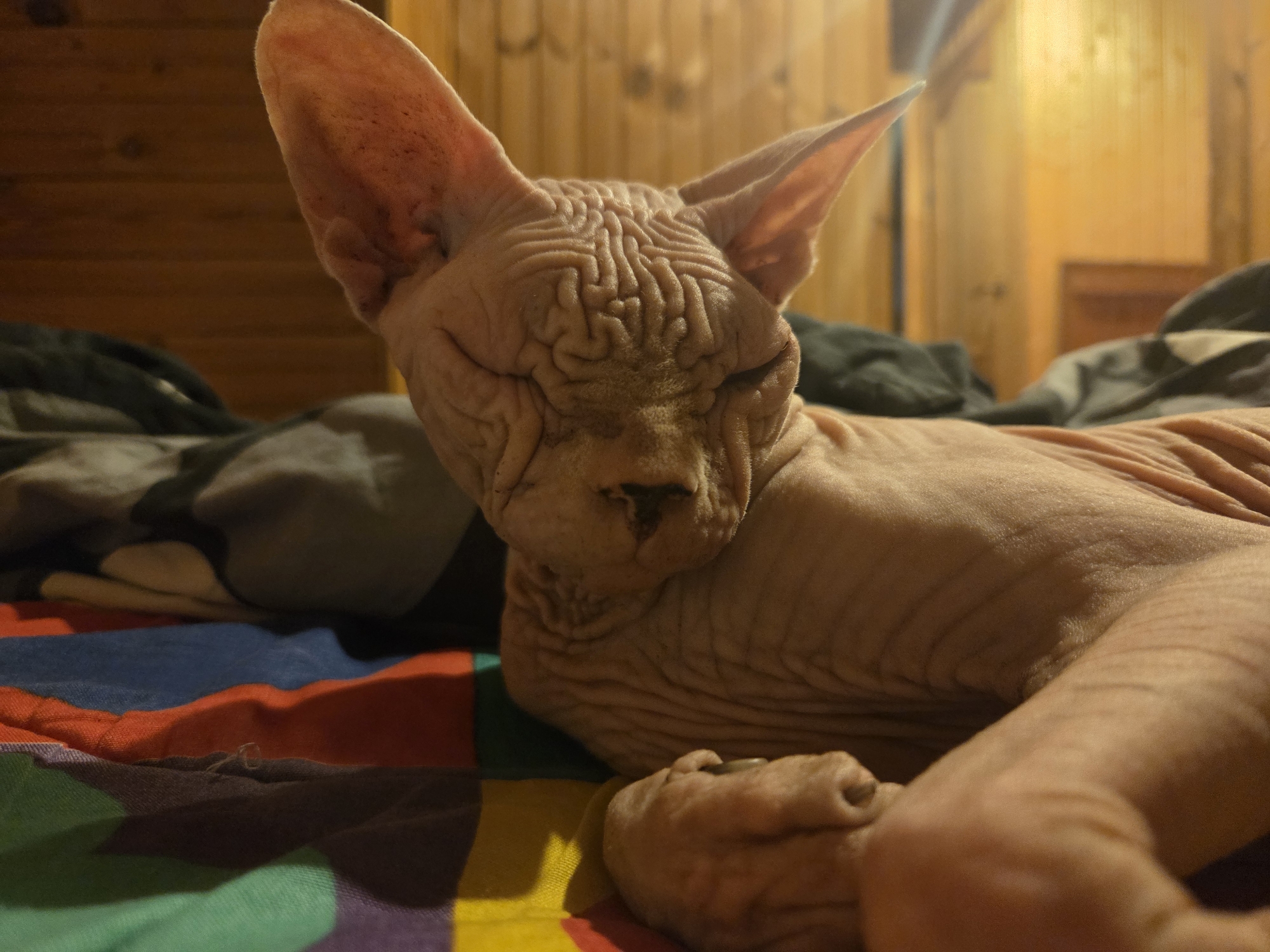 This media file depicts a Sphynx cat resting on a striped blanket. The cat is the sole subject, with its wrinkled skin and large ears prominently visible. It appears to be lying down with its eyes closed, suggesting it is relaxed or asleep. The background consists of a wooden paneled wall and some dark, rumpled fabric, possibly bedding or blankets, indicating an indoor setting. The lighting suggests it might be evening or a dimly lit room. The striped blanket beneath the cat features bold, horizontal bands of red, blue, green, purple, and yellow. The overall impression is one of domestic tranquility and a close-up portrait of a unique pet. No text is visible in the image.